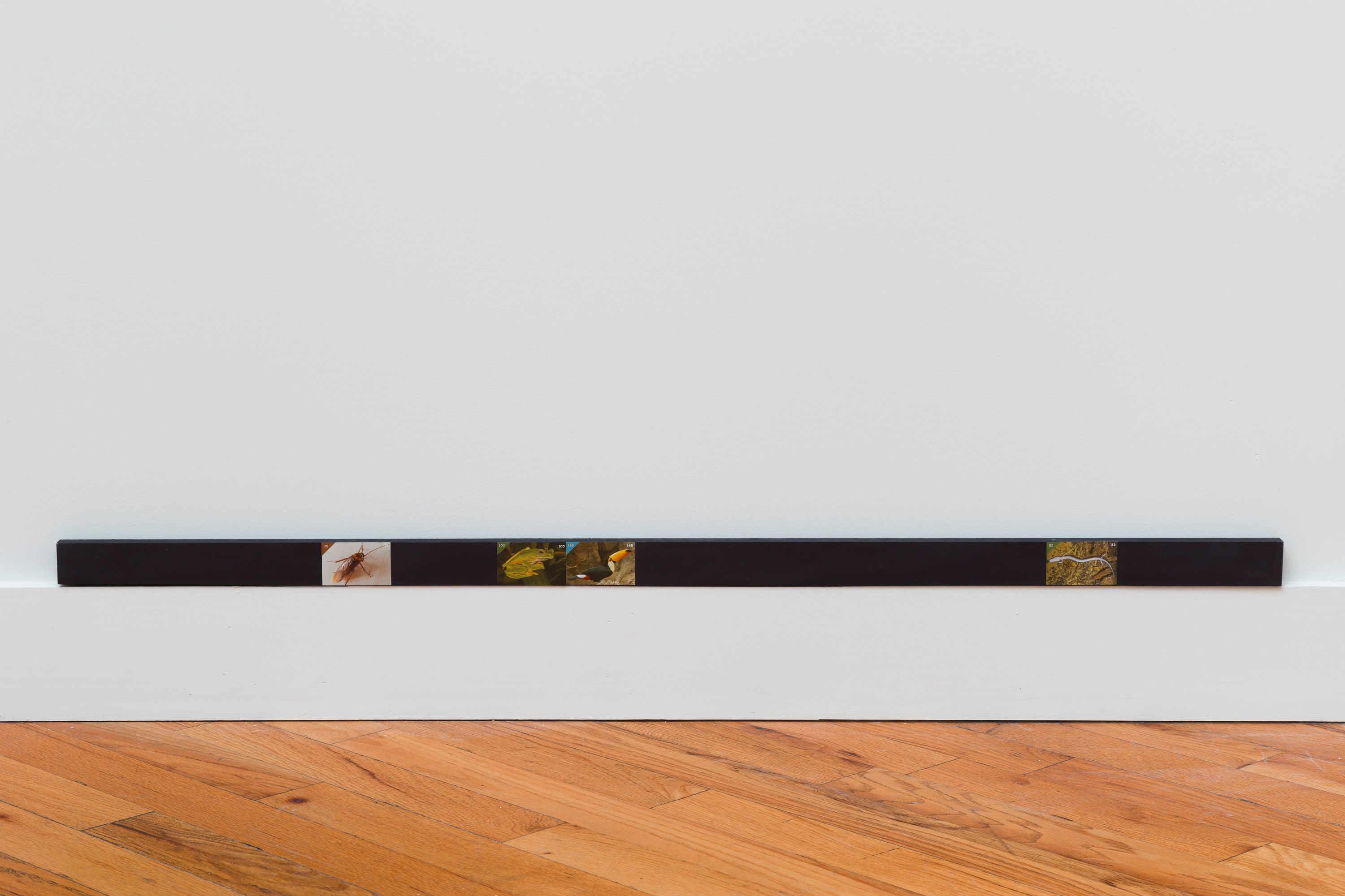 Adriana Ramić, Beetle at David Peter Francis, photo 23