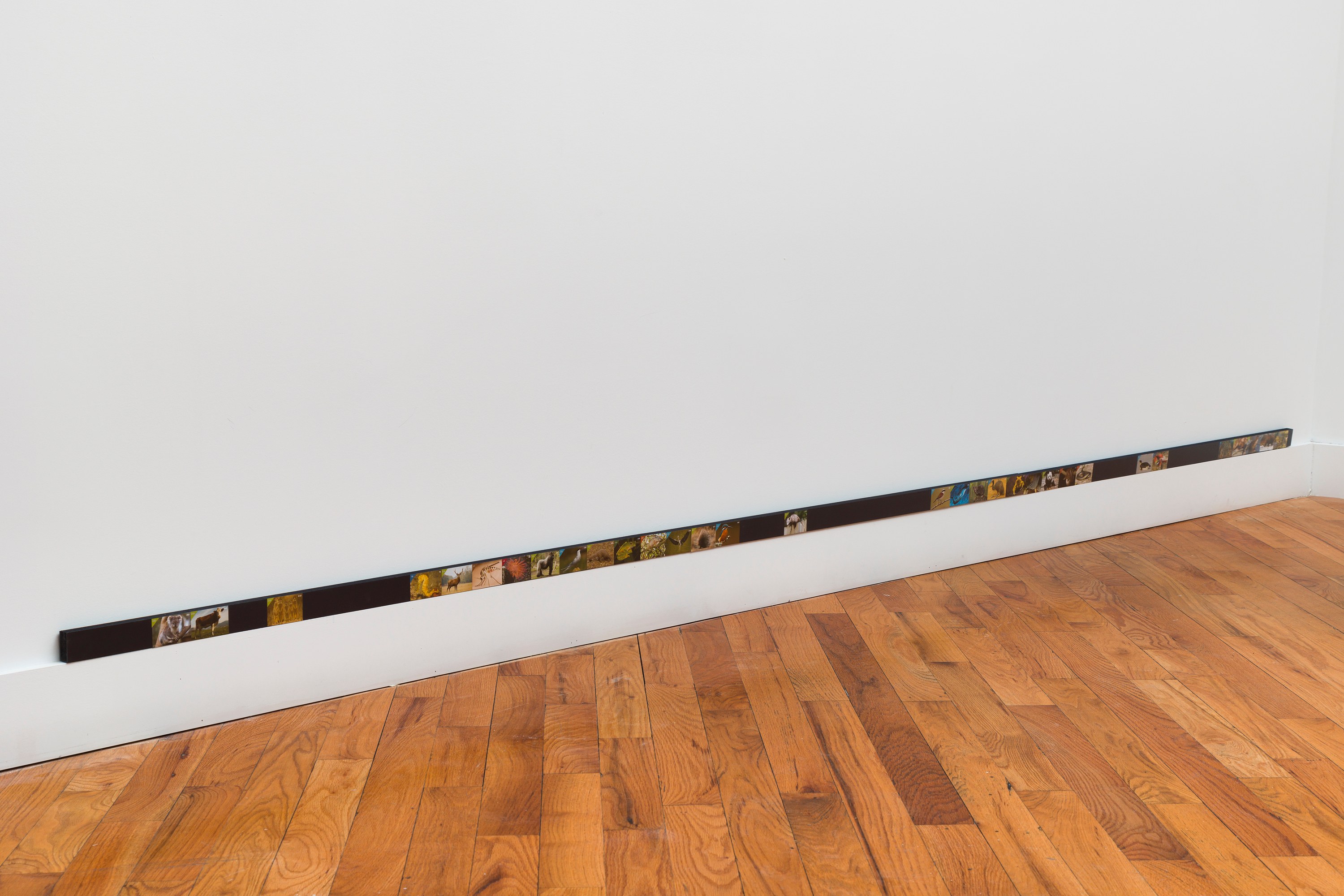 Adriana Ramić, Beetle at David Peter Francis, photo 24