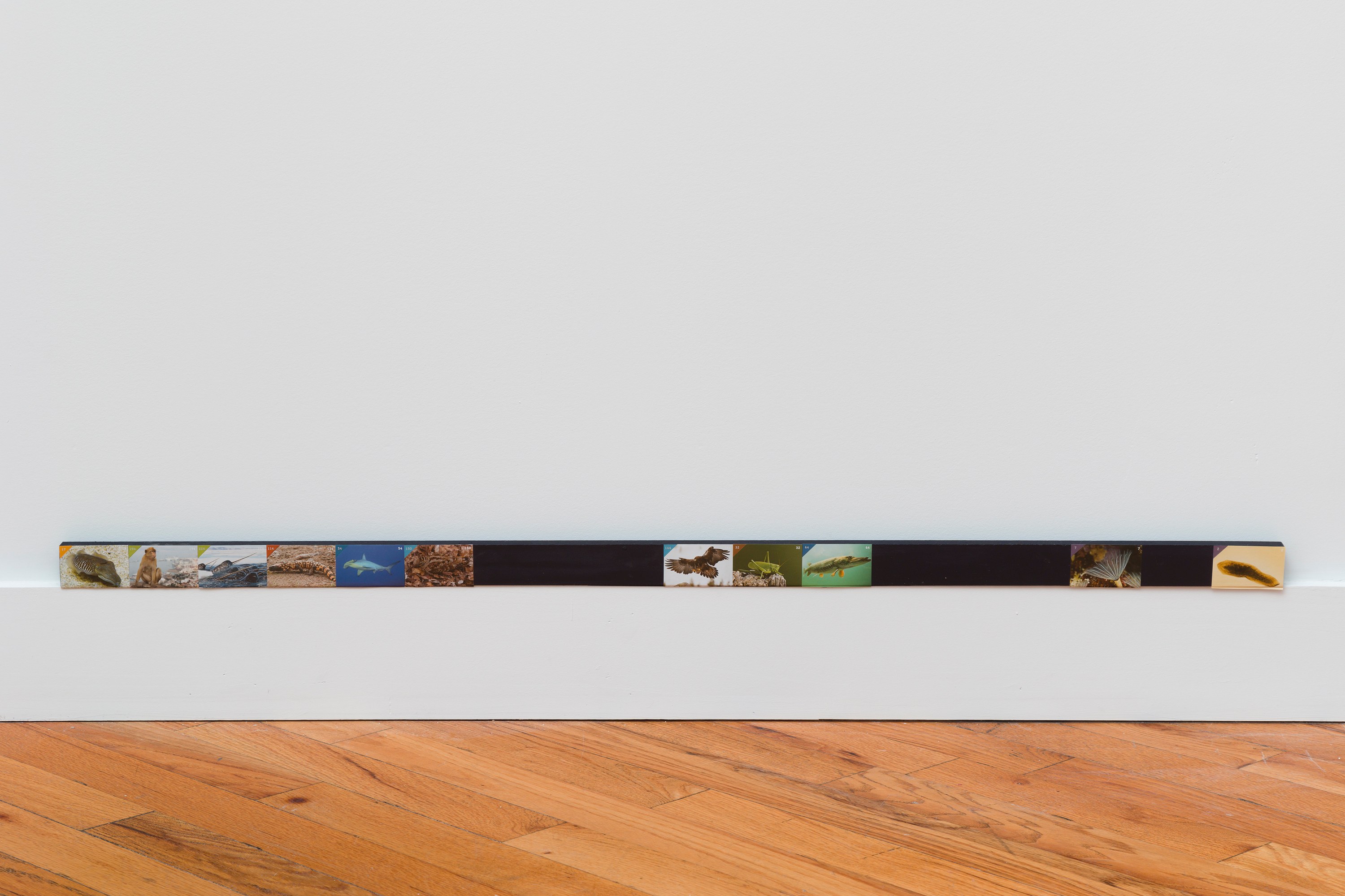 Adriana Ramić, Beetle at David Peter Francis, photo 25
