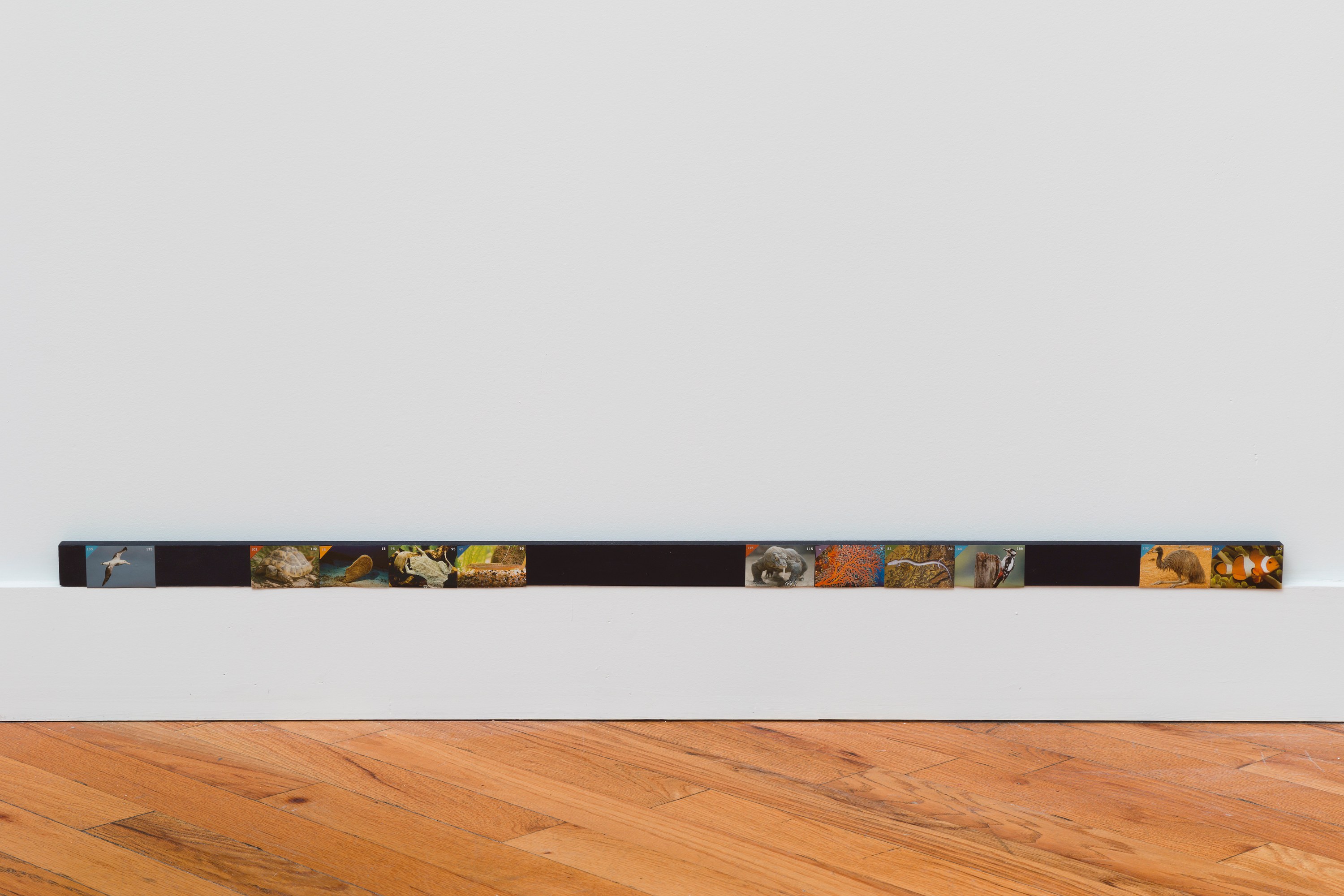 Adriana Ramić, Beetle at David Peter Francis, photo 26