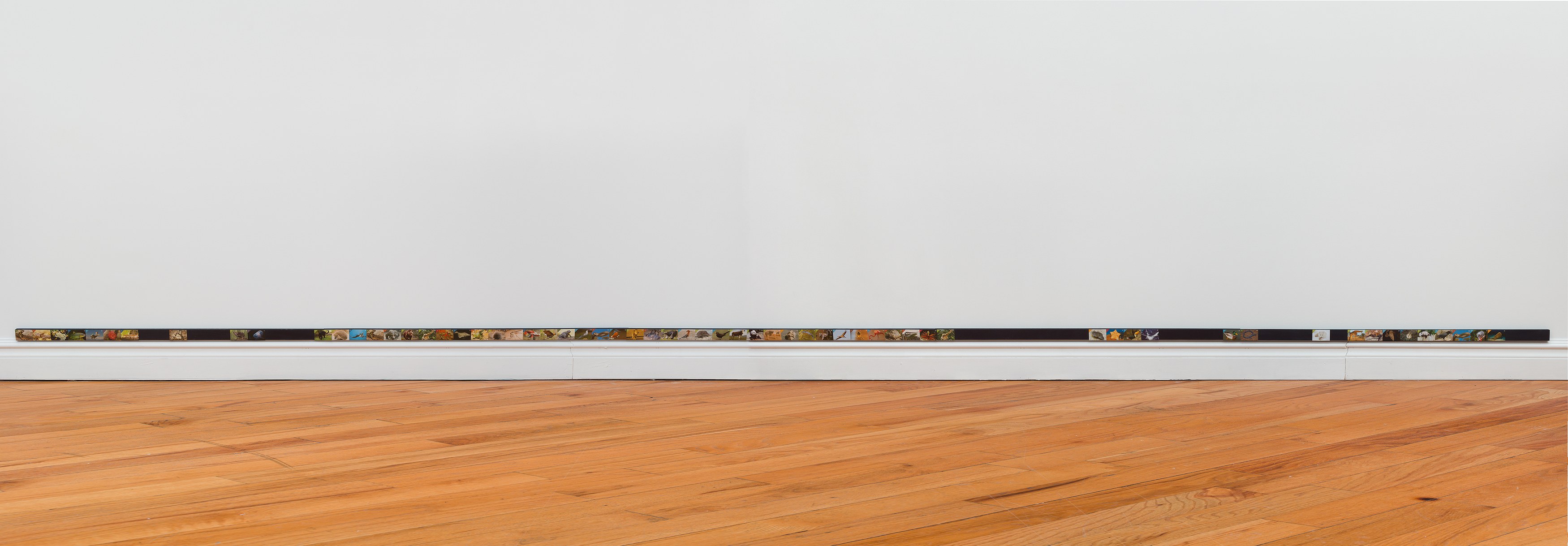 Adriana Ramić, Beetle at David Peter Francis, photo 27
