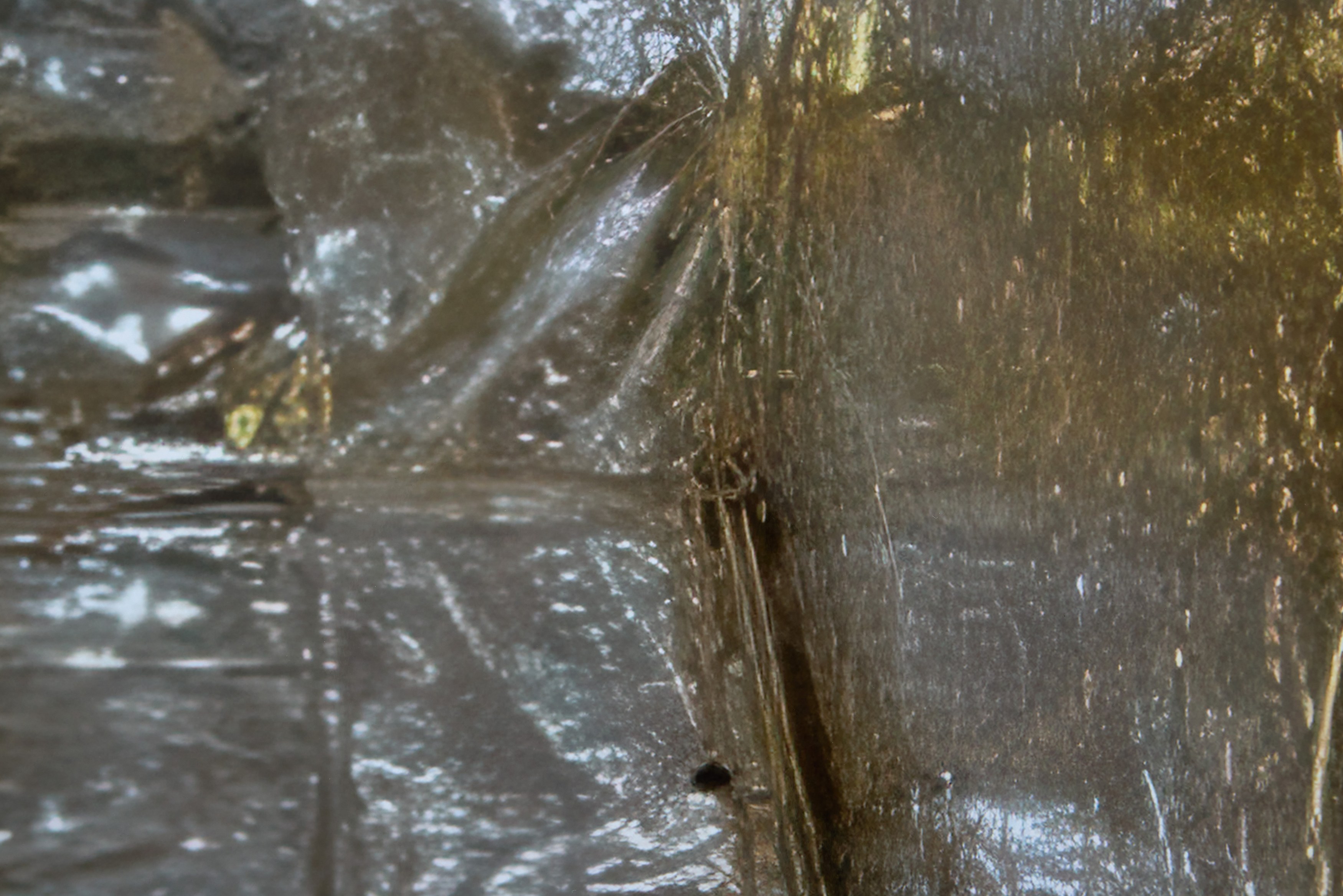 Penny Goring, Cold Hunt Corsage at Arcadia Missa, photo 35