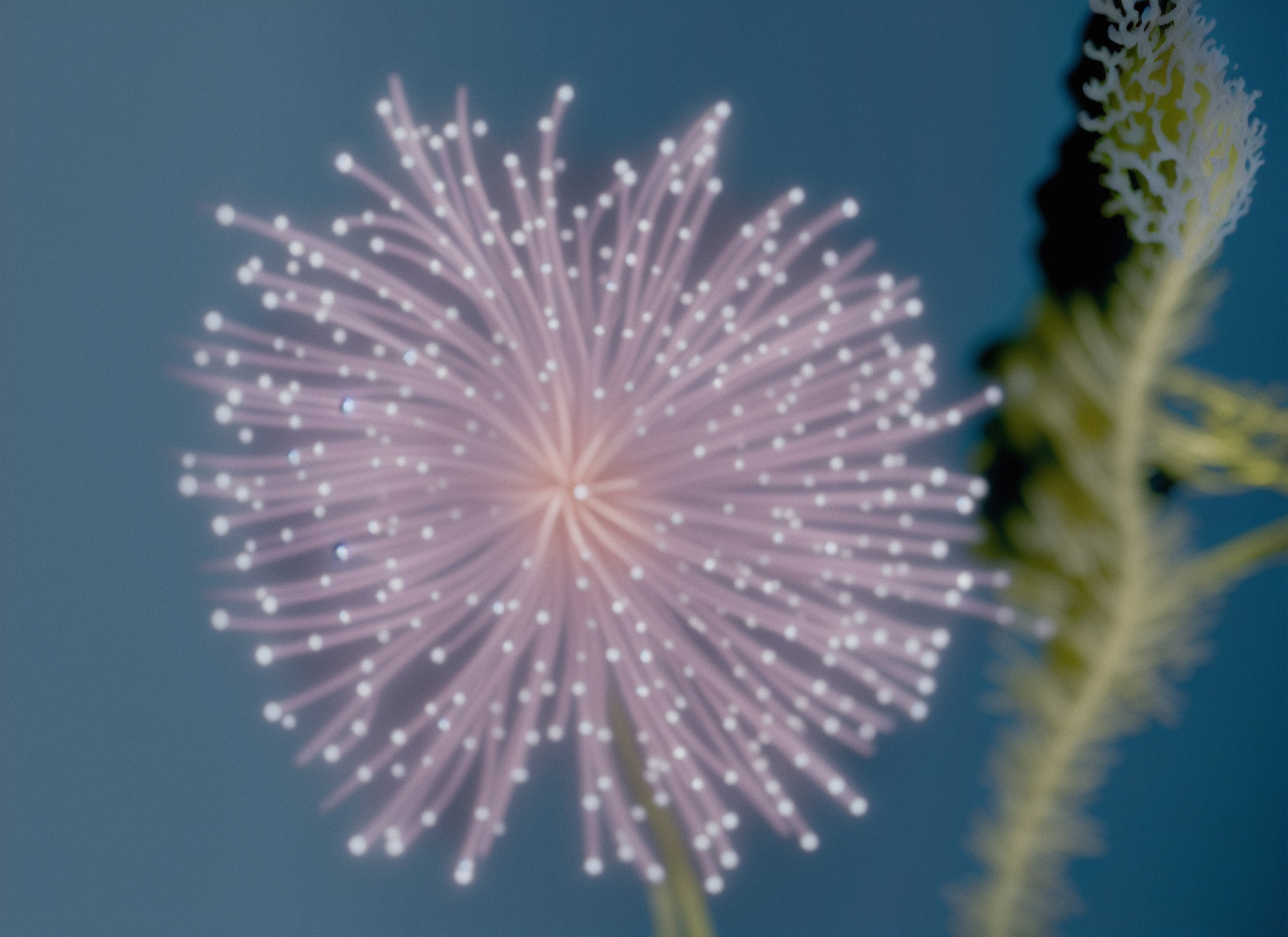 Agnieszka Polska, The Book of Flowers at Union Pacific, photo 9