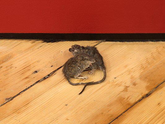 Image 37 of 39