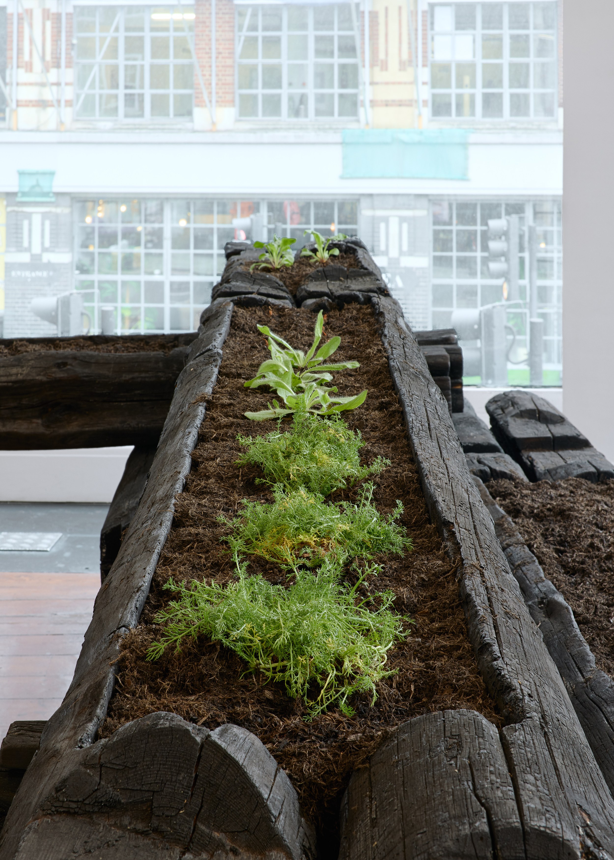 Augustas Serapinas, Potatoes and Chamomile at Emalin, photo 16