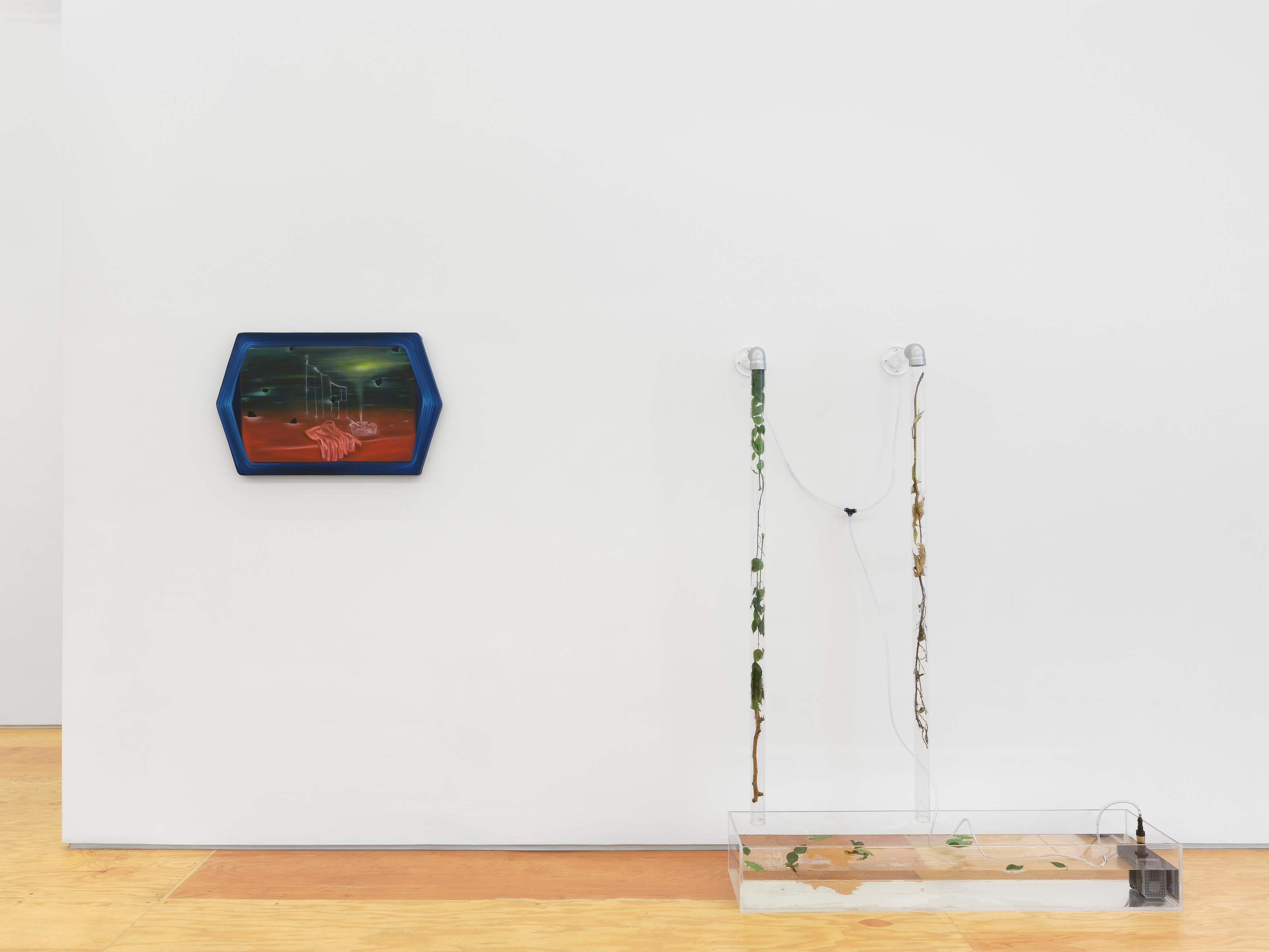 Carolina Fusilier, Imago at Margot Samel, photo 8