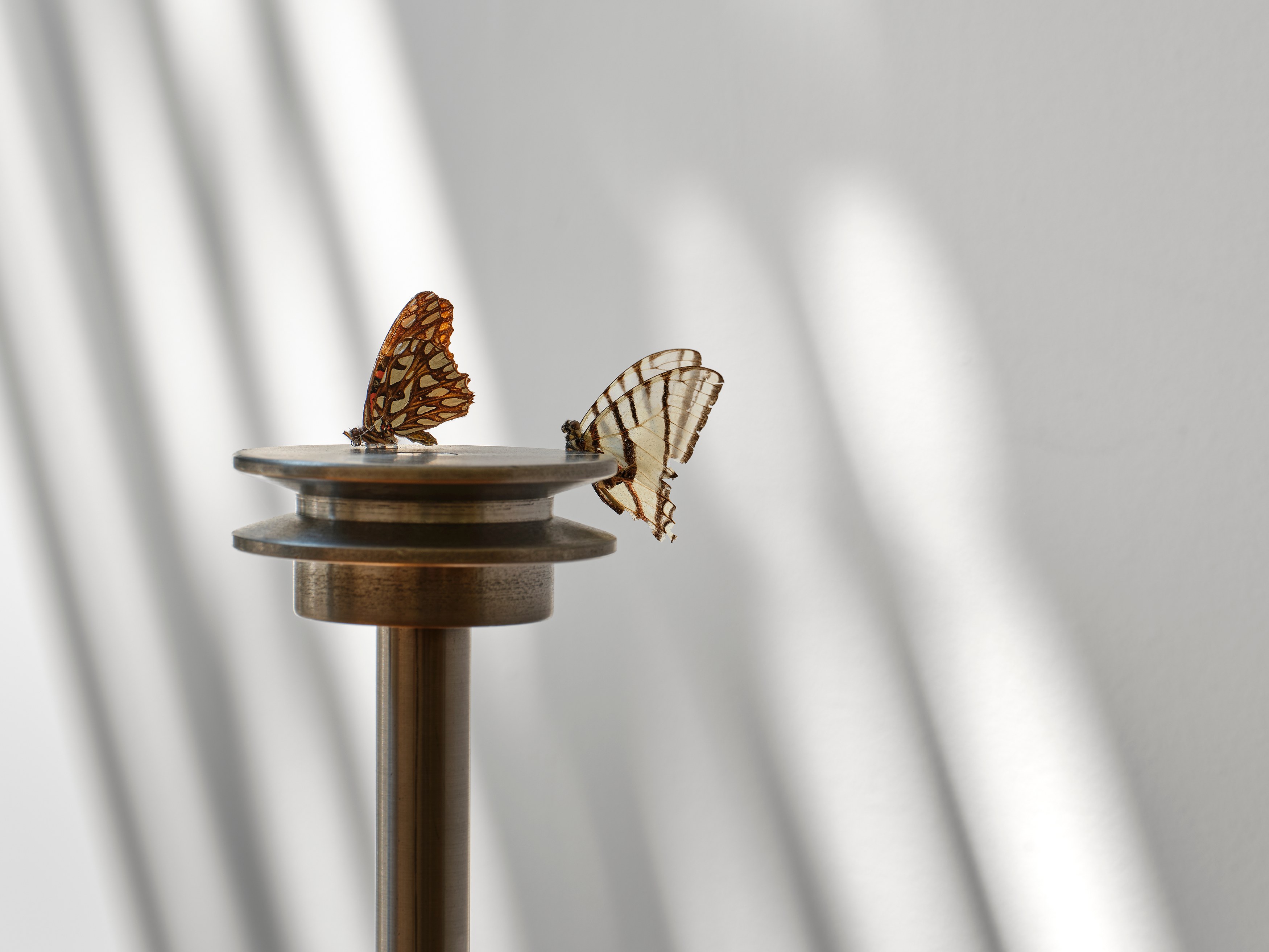 Carolina Fusilier, Imago at Margot Samel, photo 15