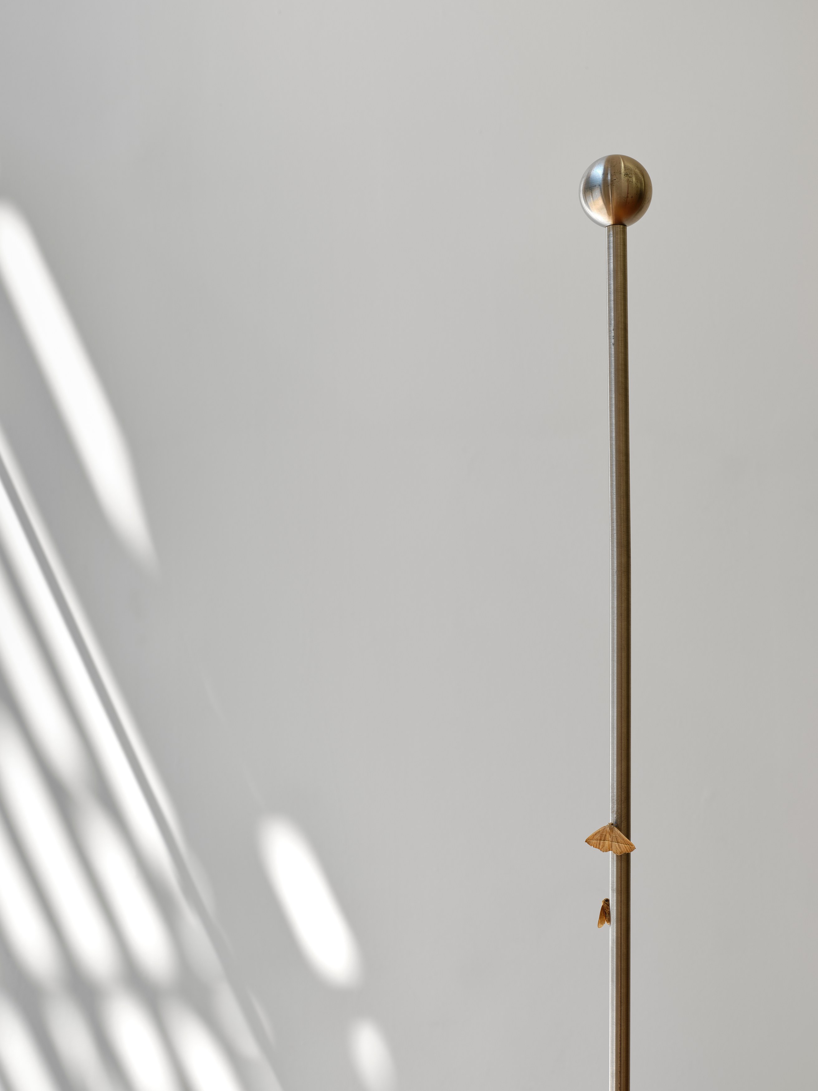 Carolina Fusilier, Imago at Margot Samel, photo 14