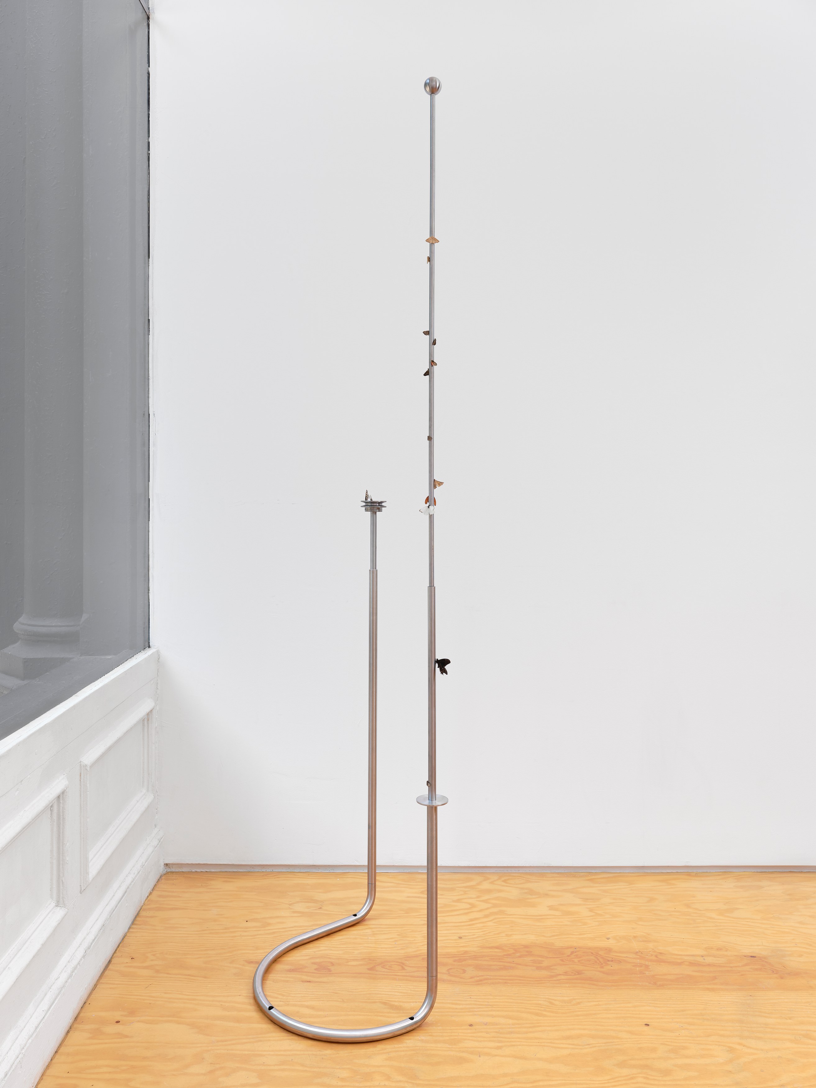 Carolina Fusilier, Imago at Margot Samel, photo 16