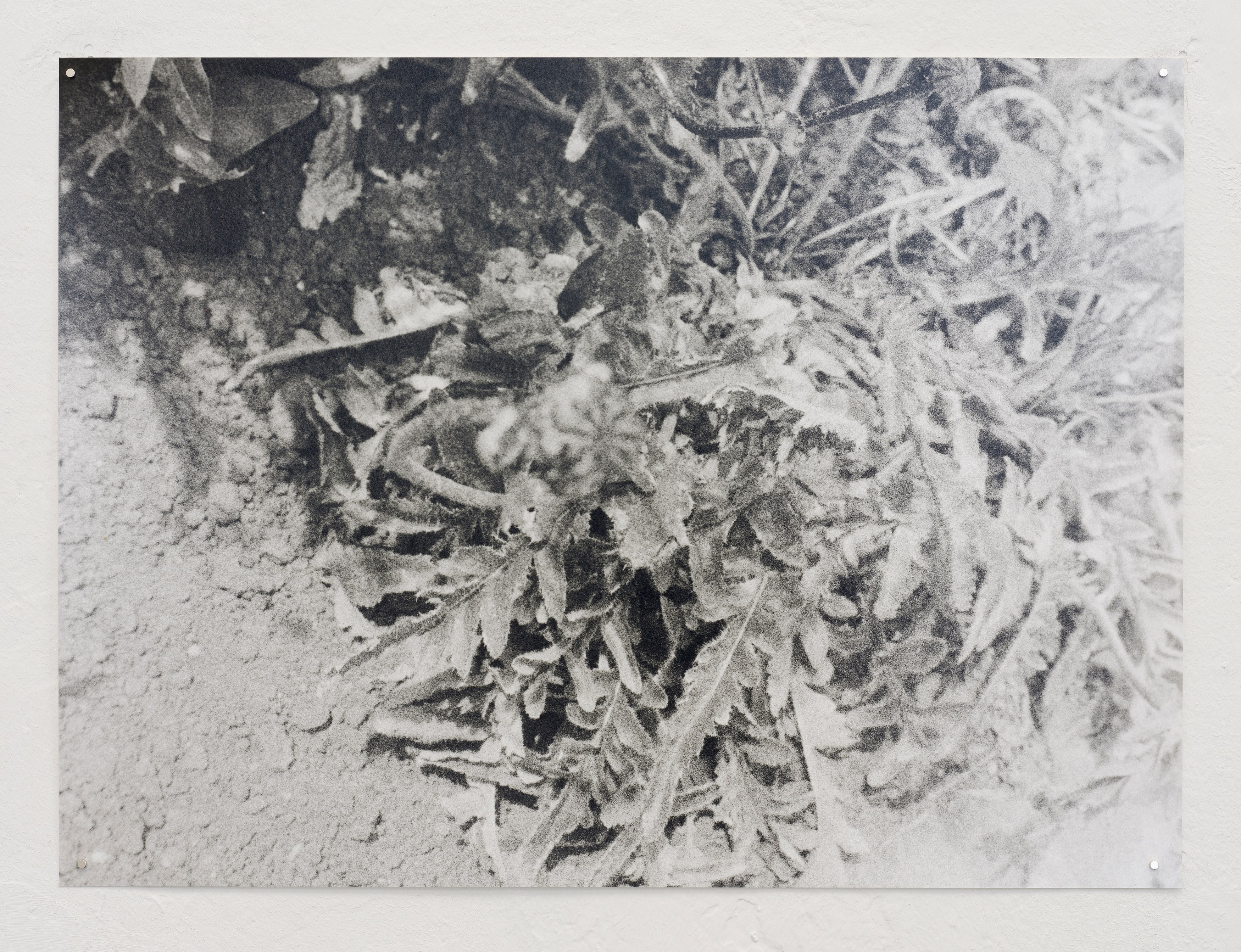 Hanayo, Untitled at Scheusal, photo 3