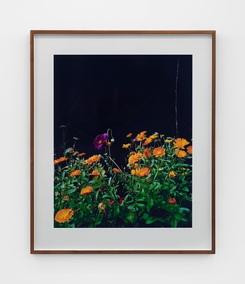 Image 8 of 21