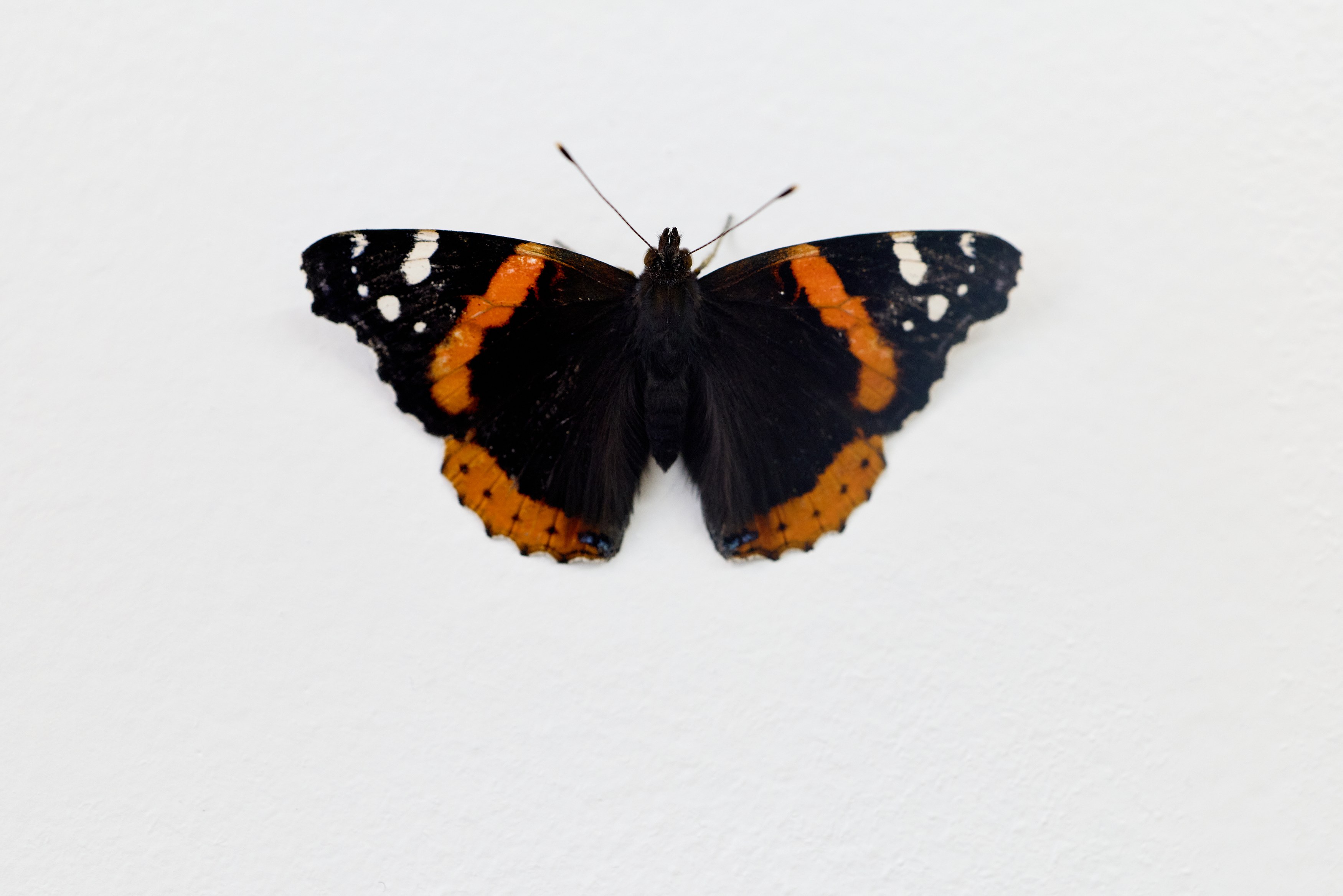 Jairo Sosa, For the Love of the Game at Galerie Timonier, photo 9