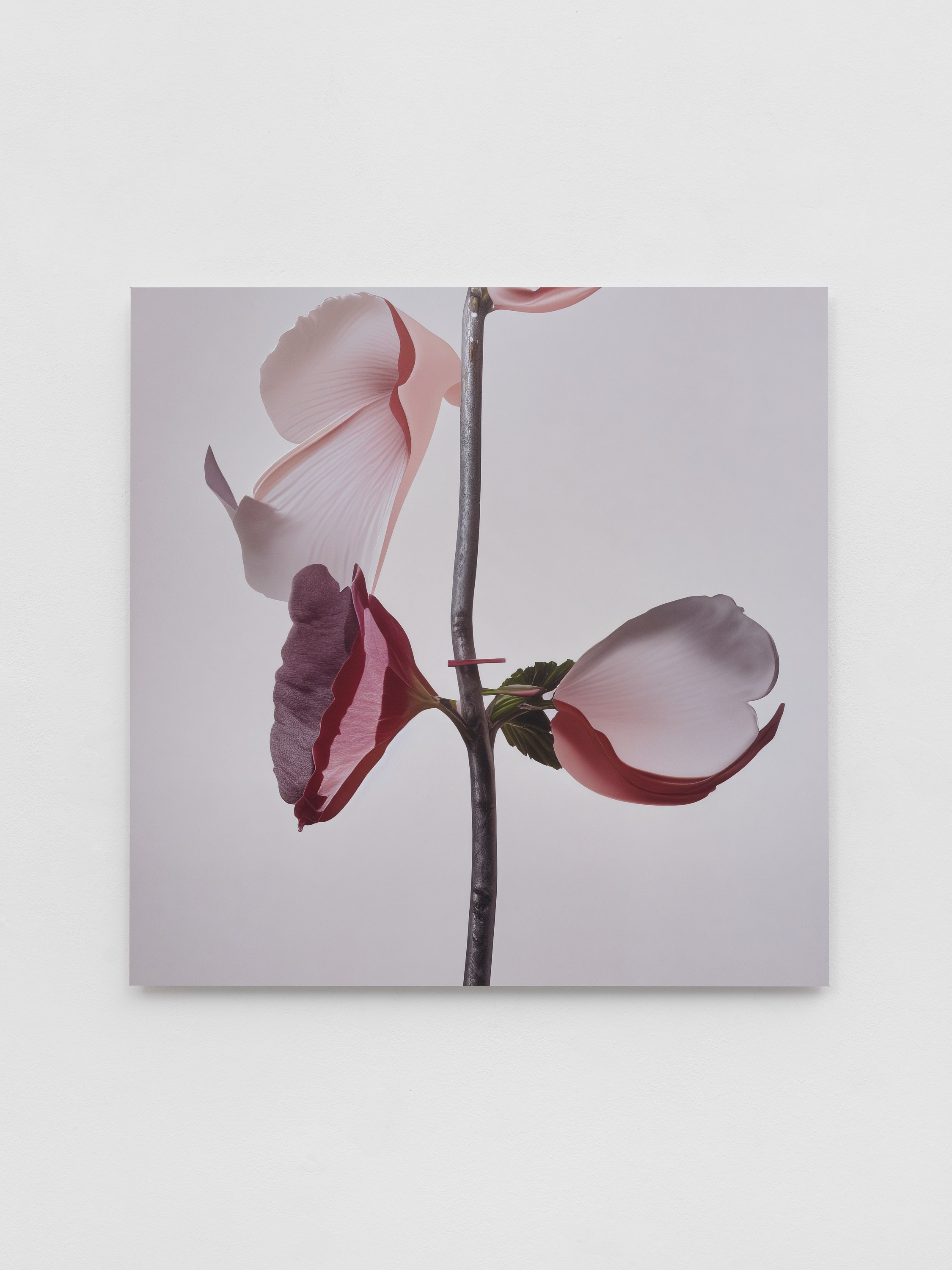 CROSSLUCID, image 16 of 25