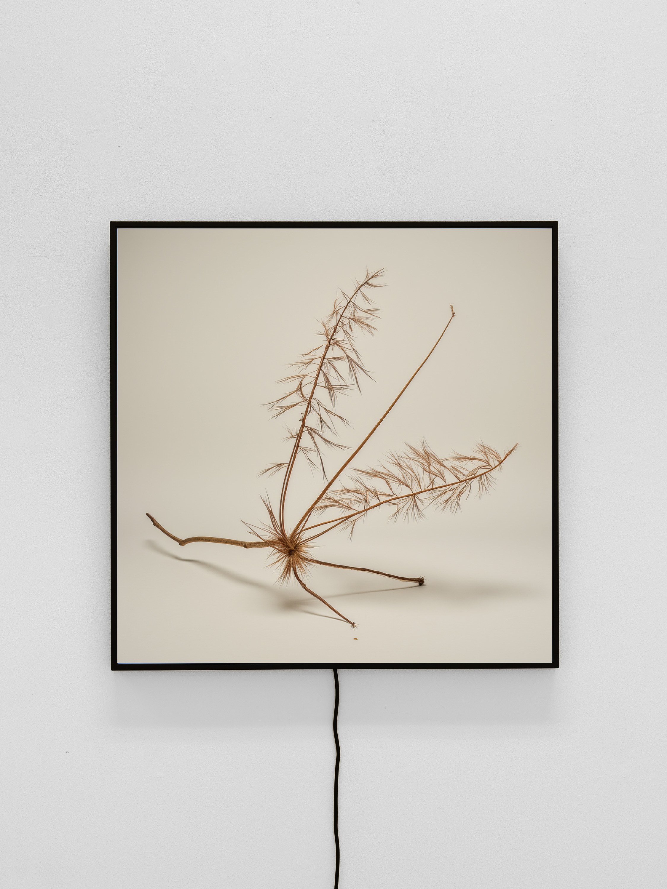 CROSSLUCID, image 22 of 25