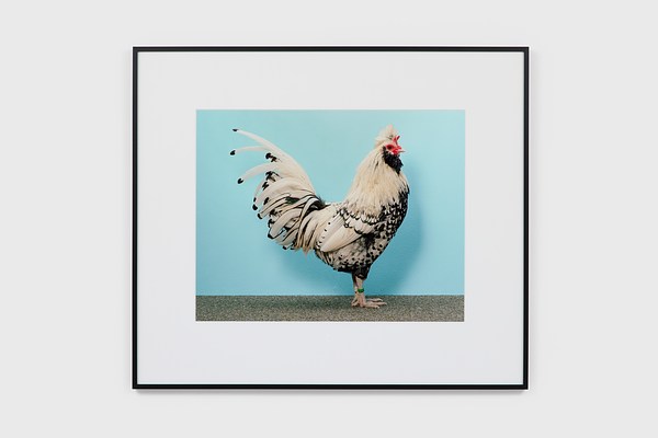 Christopher Williams at The Perimeter, London | Contemporary Art Daily