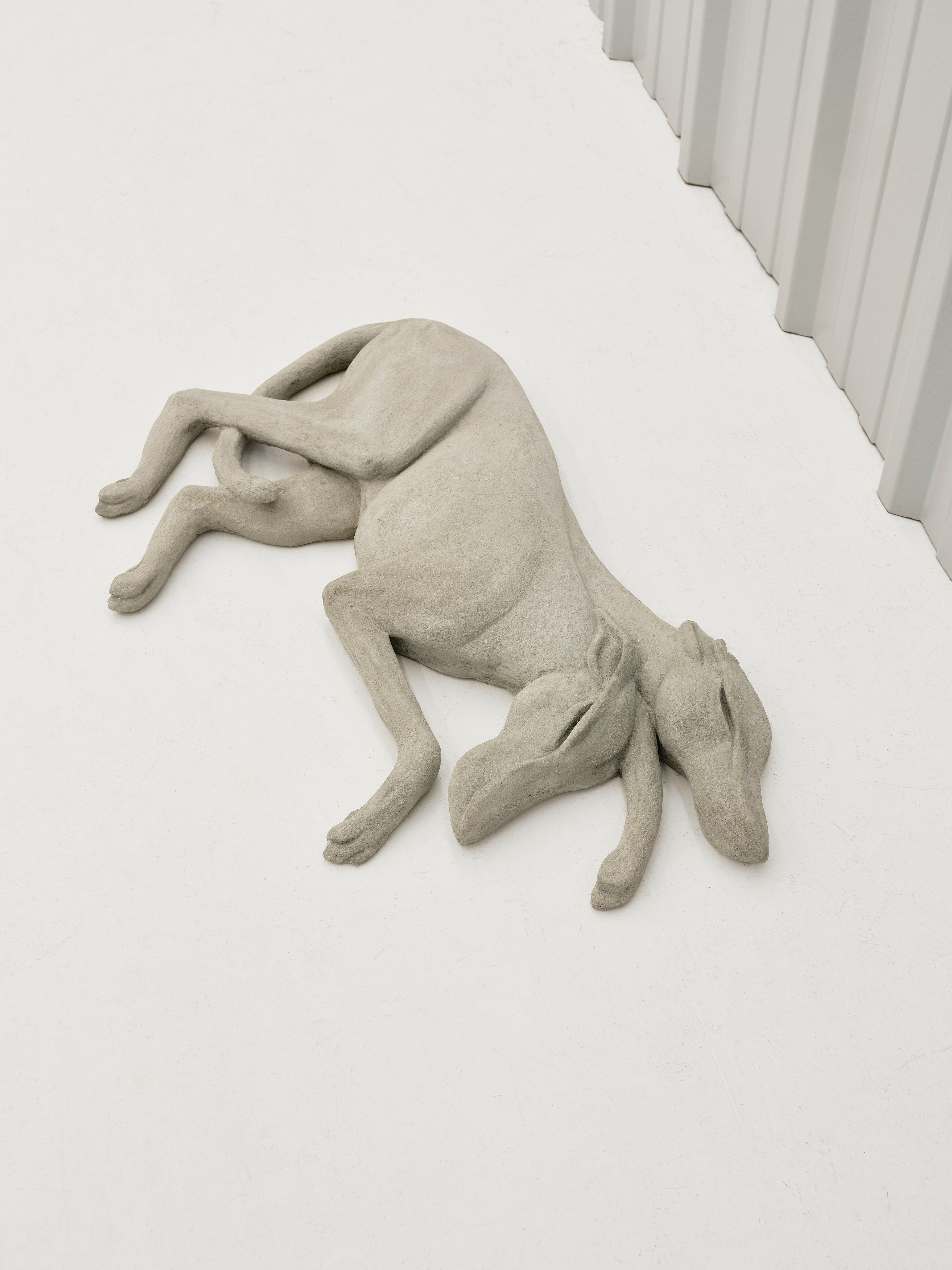 Xolo Cuintle, image 14 of 25