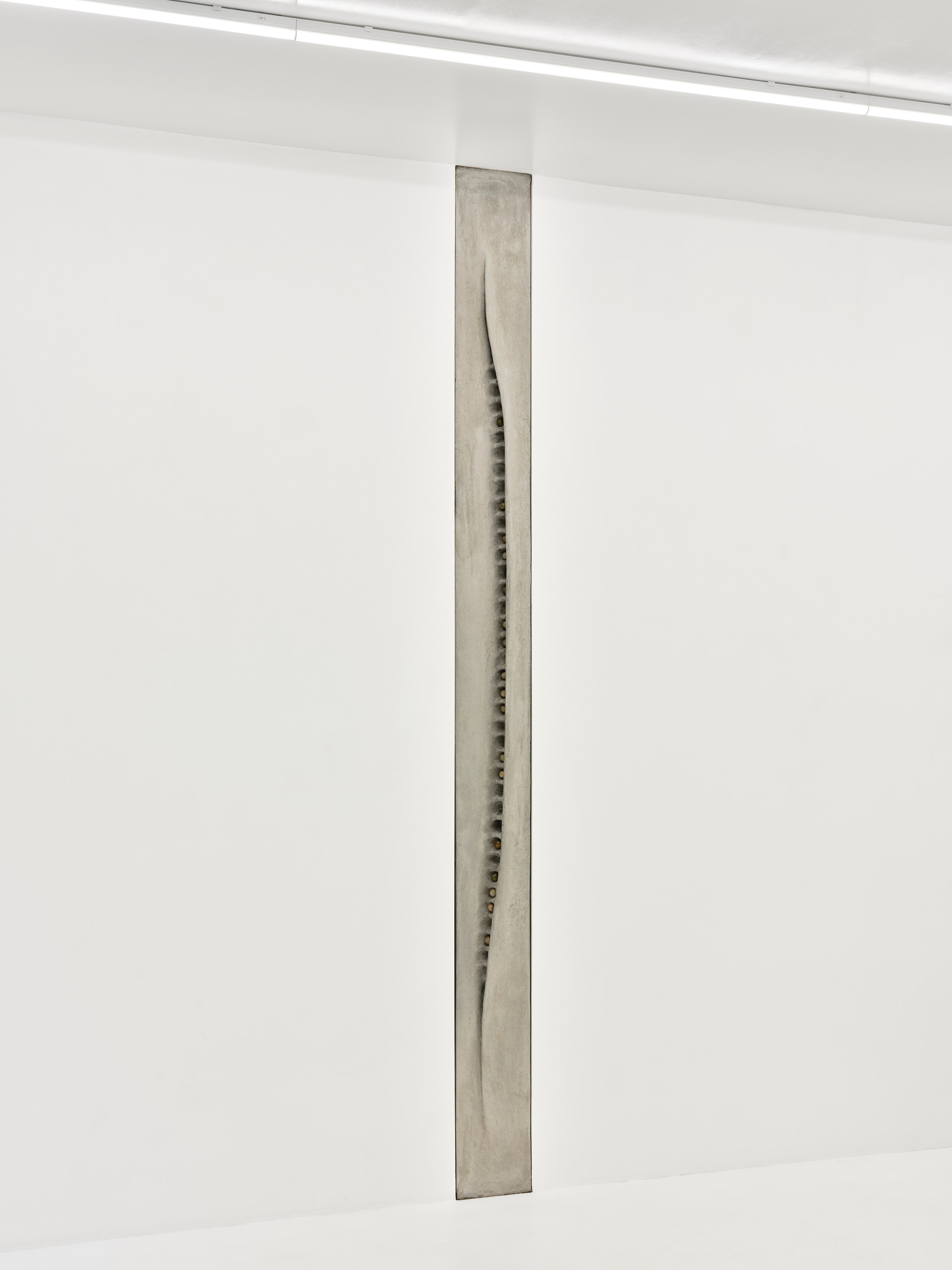 Xolo Cuintle, image 23 of 25
