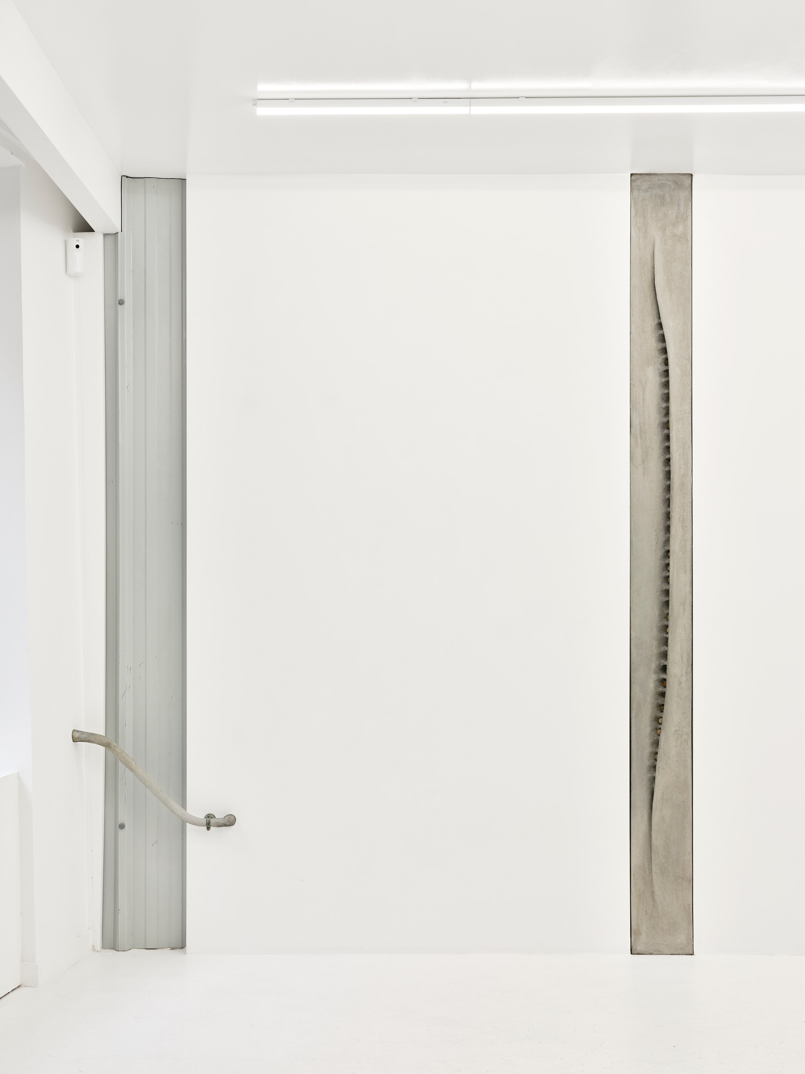 Xolo Cuintle, image 24 of 25