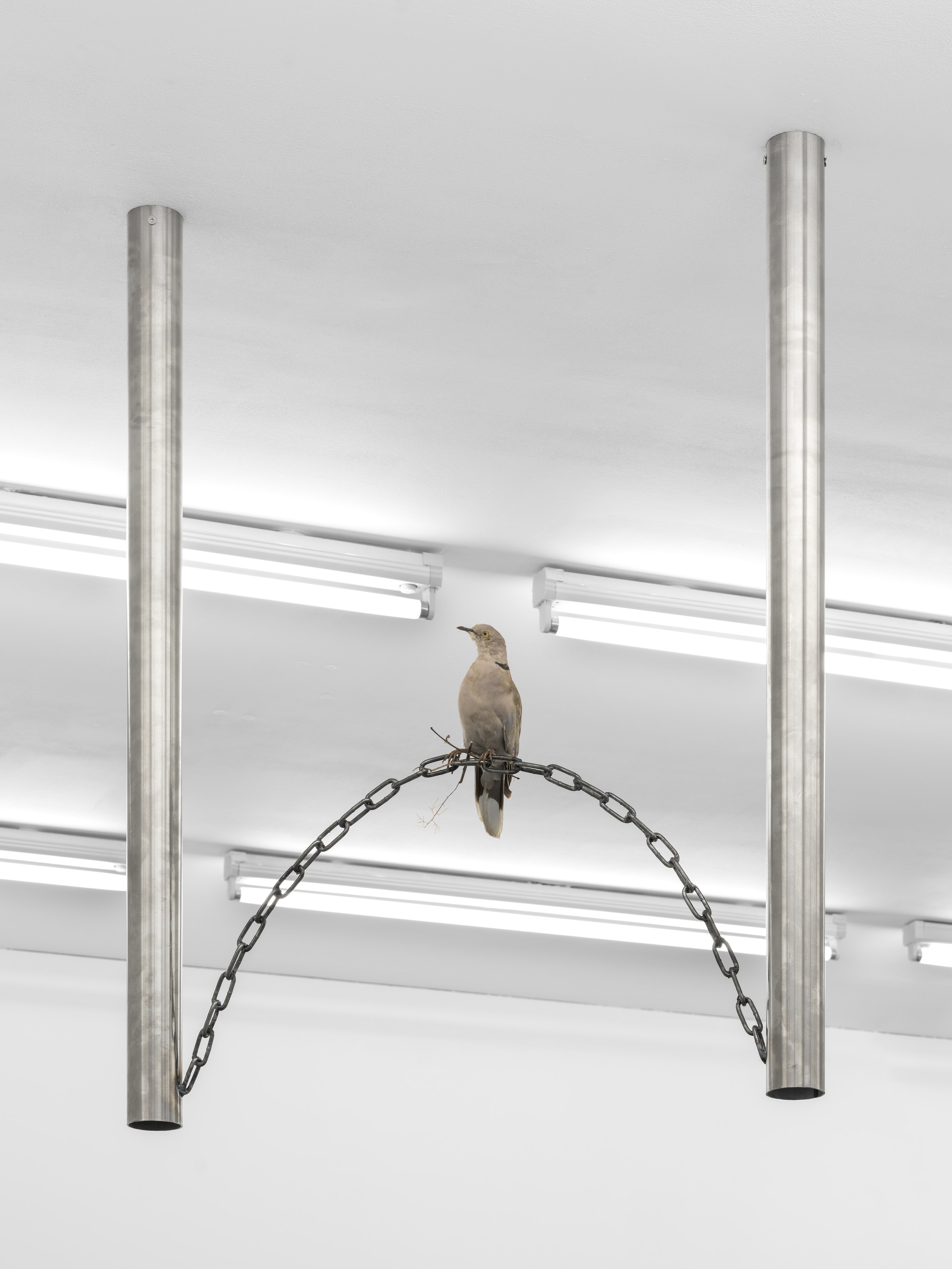Vincent Scheers, This and Thatness at Anton Janizewski, photo 6