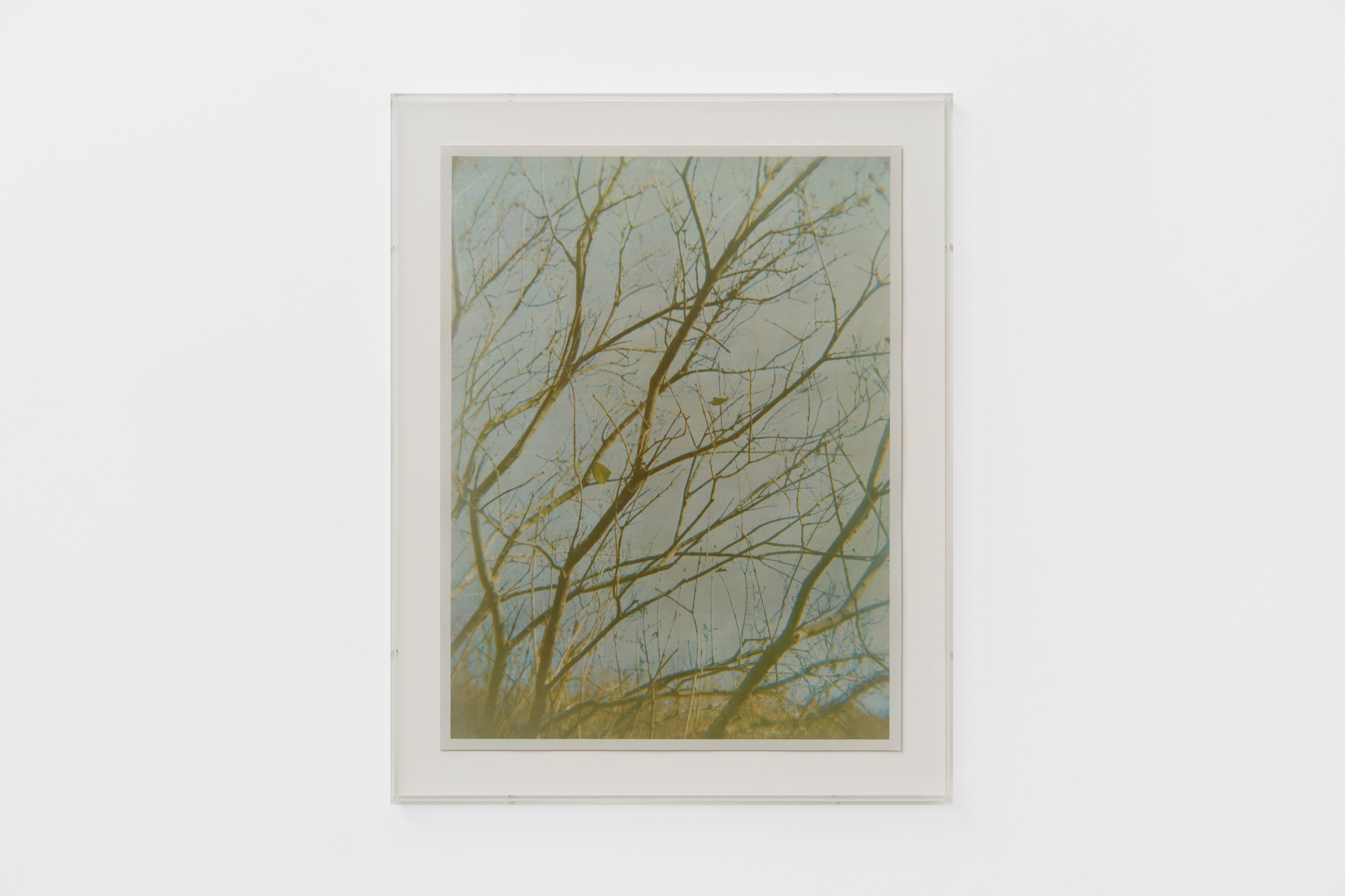 Christopher Aque, Regrowth at Sweetwater, photo 25