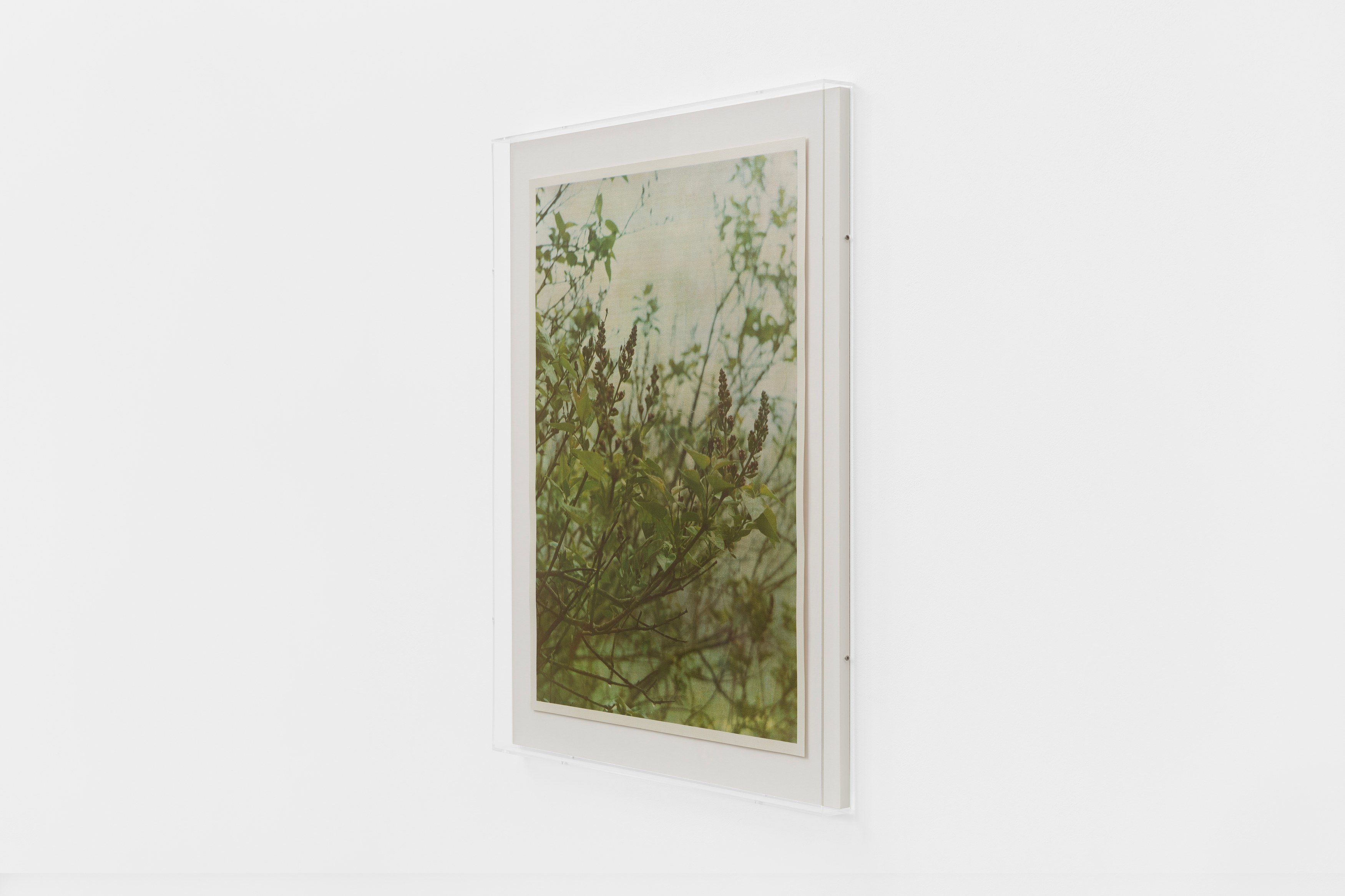 Christopher Aque, Regrowth at Sweetwater, photo 23