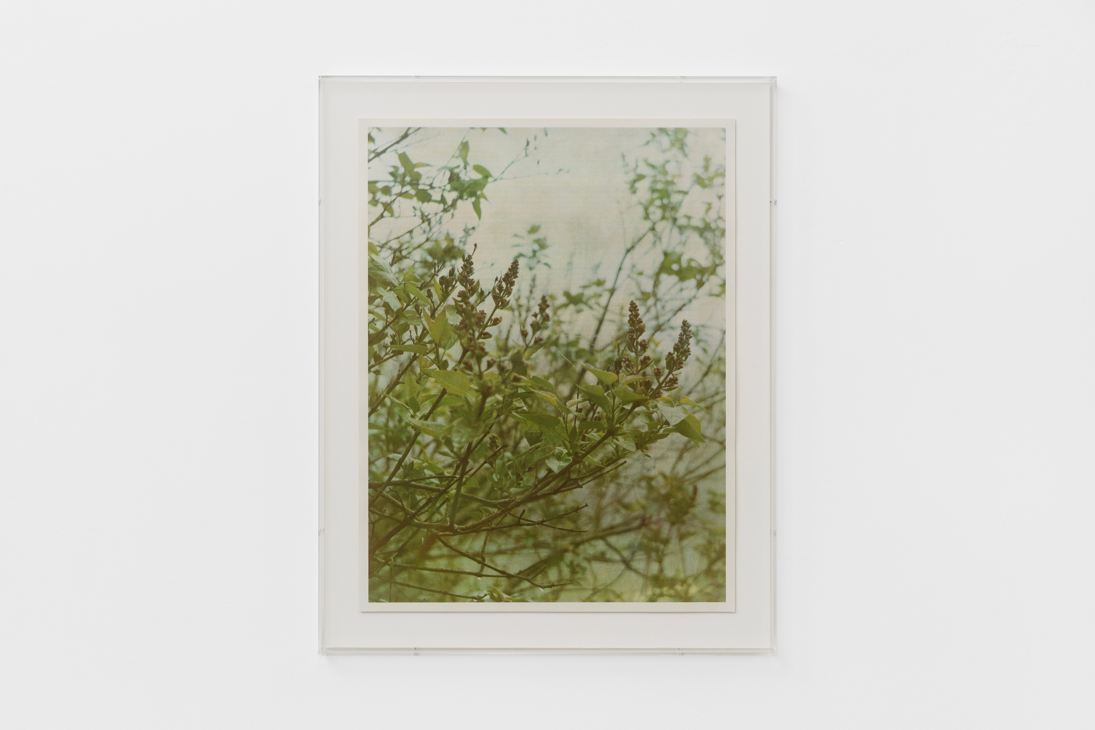 Christopher Aque, Regrowth at Sweetwater, photo 22