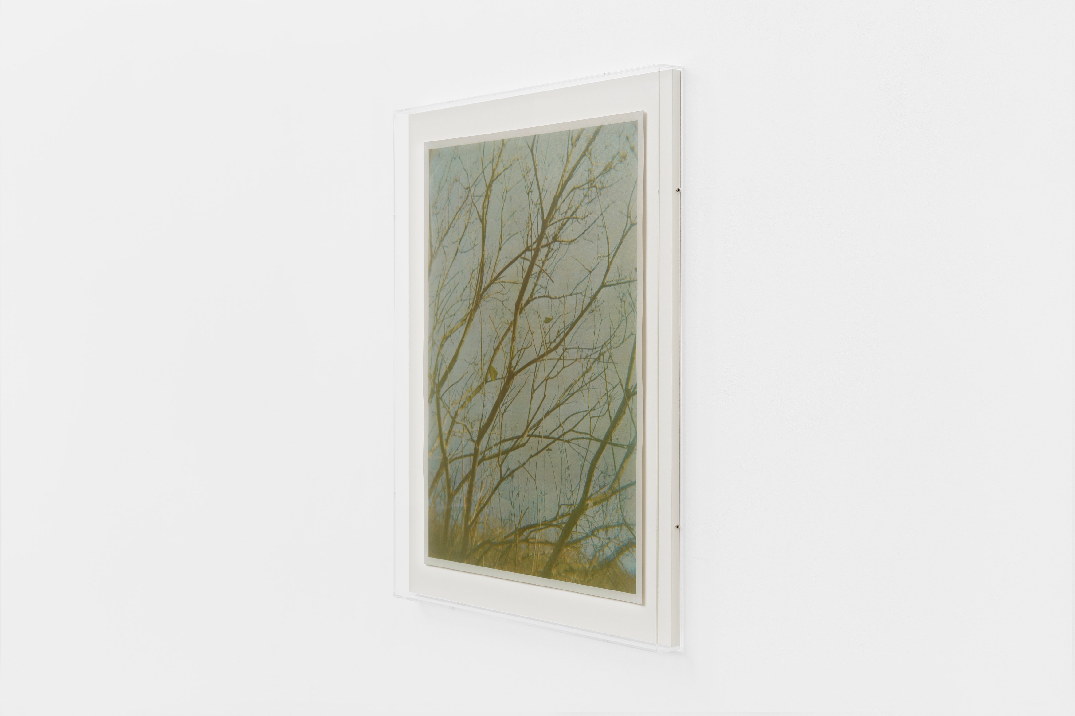 Christopher Aque, Regrowth at Sweetwater, photo 24