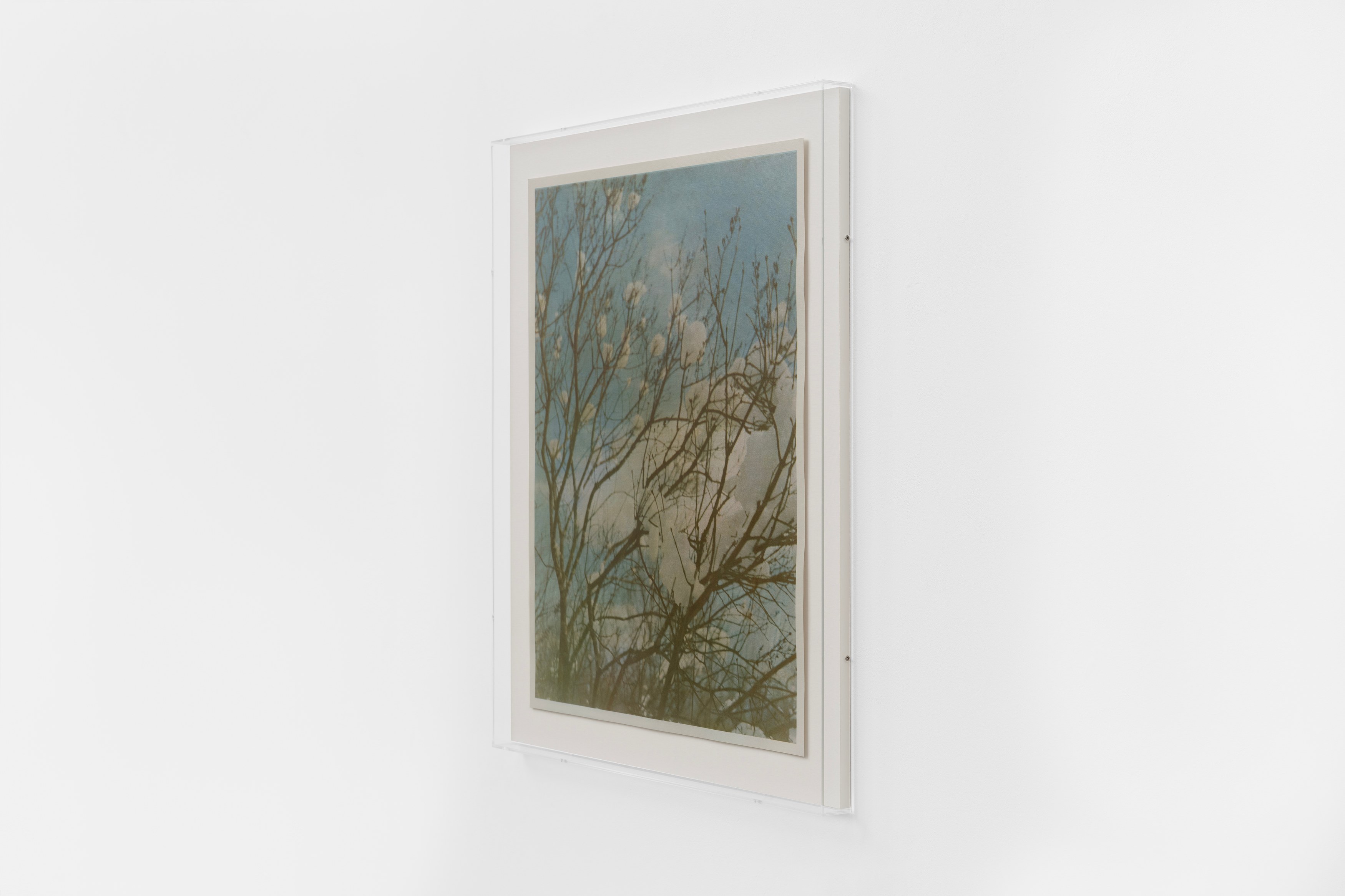 Christopher Aque, Regrowth at Sweetwater, photo 27