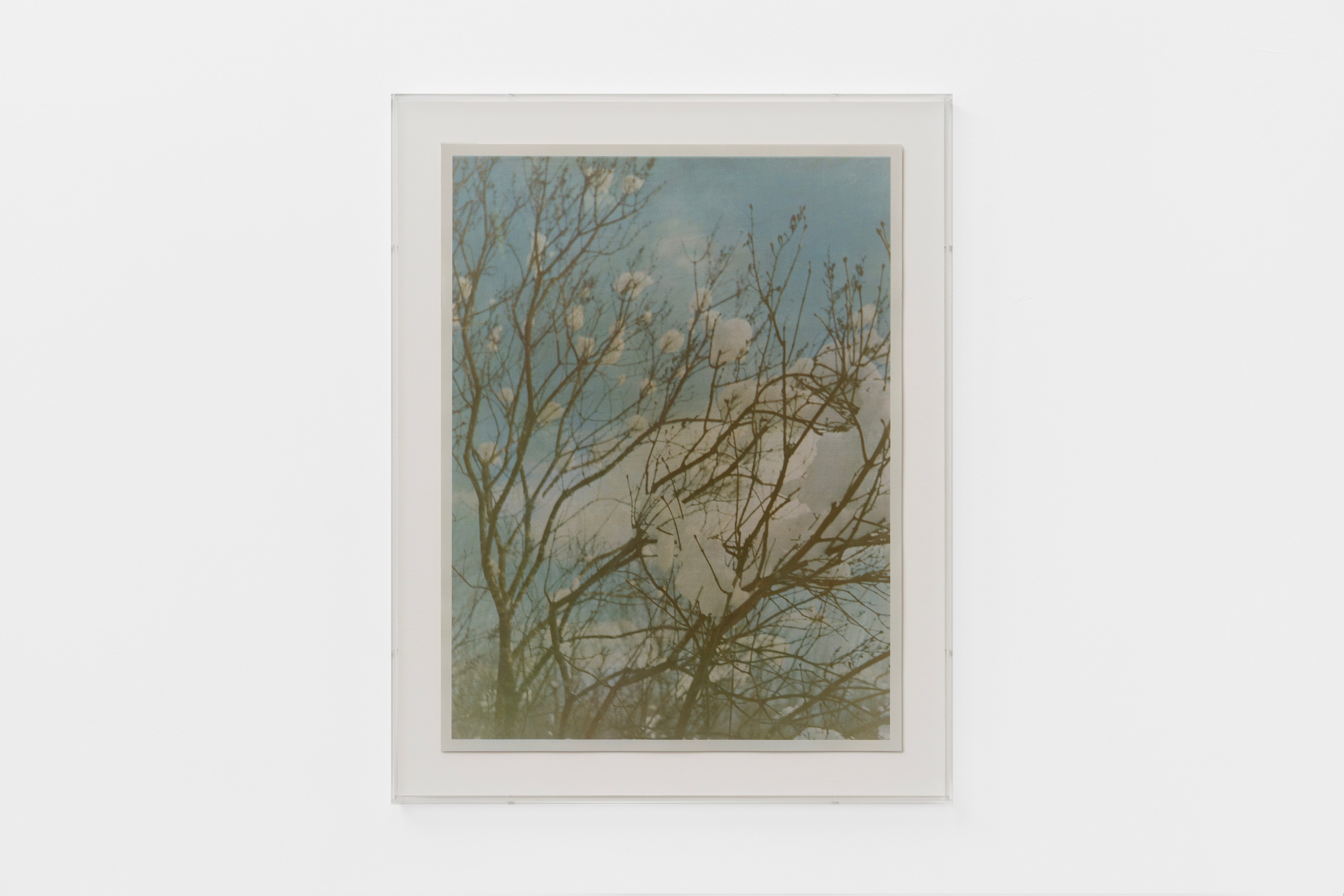 Christopher Aque, Regrowth at Sweetwater, photo 26