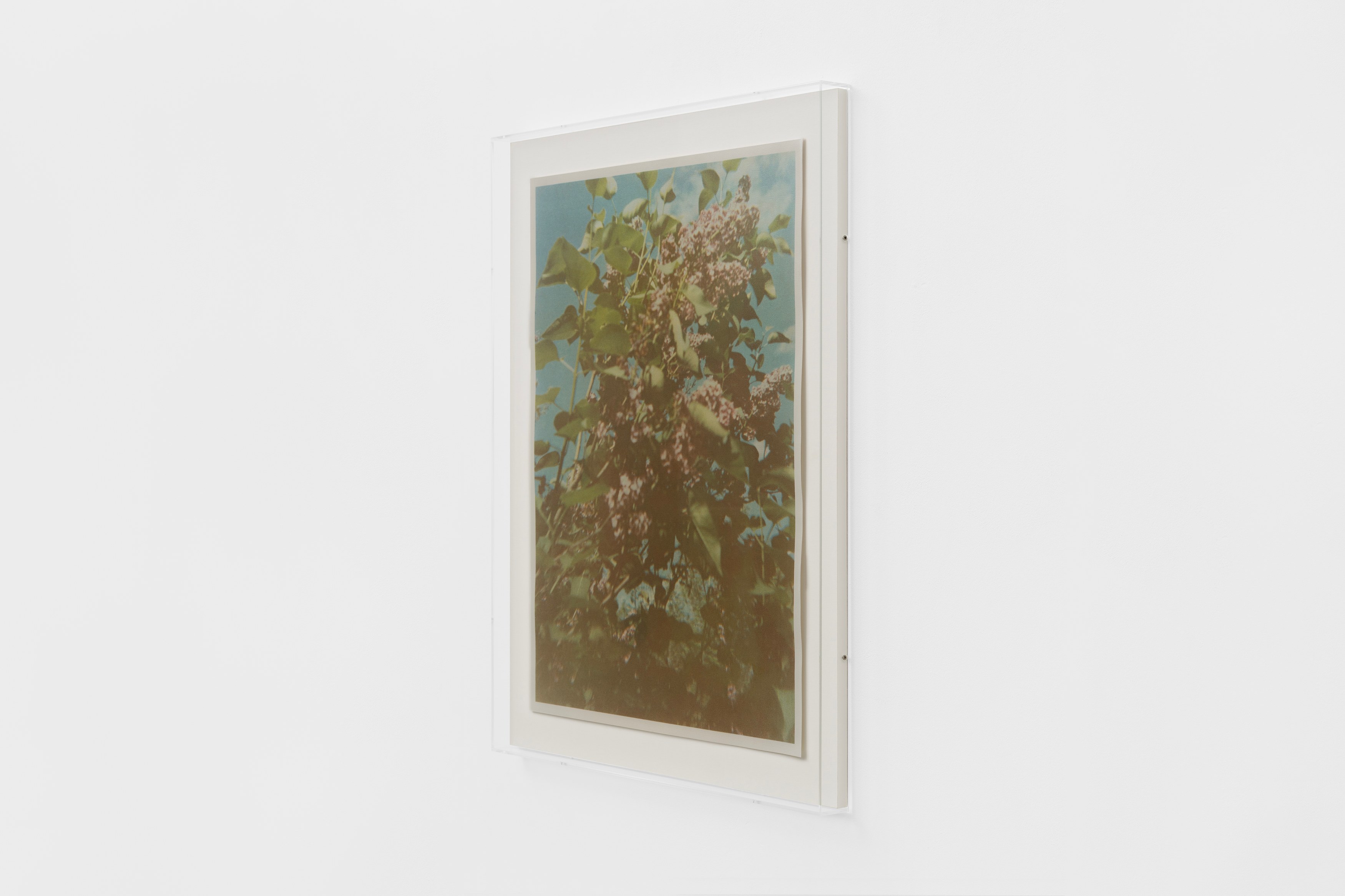Christopher Aque, Regrowth at Sweetwater, photo 28