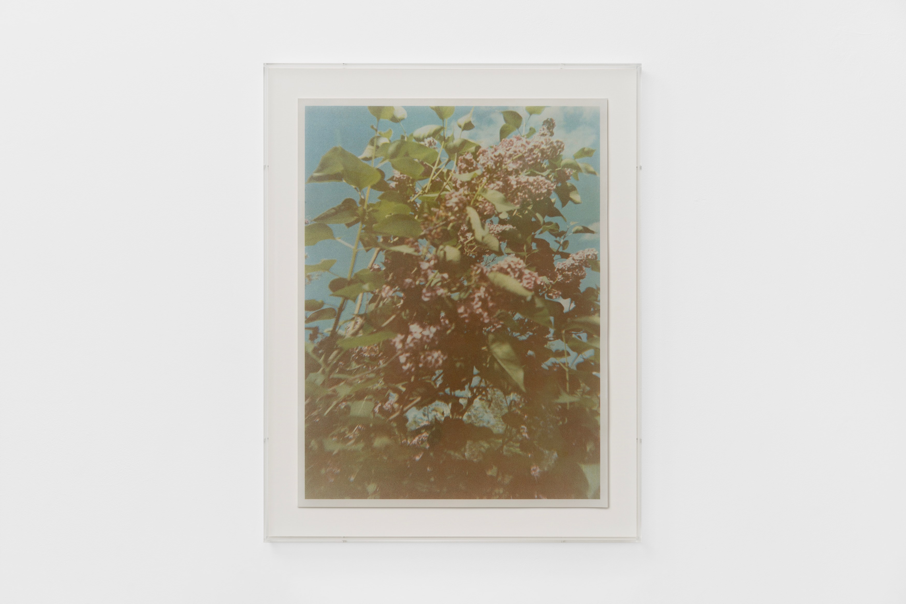 Christopher Aque, Regrowth at Sweetwater, photo 29