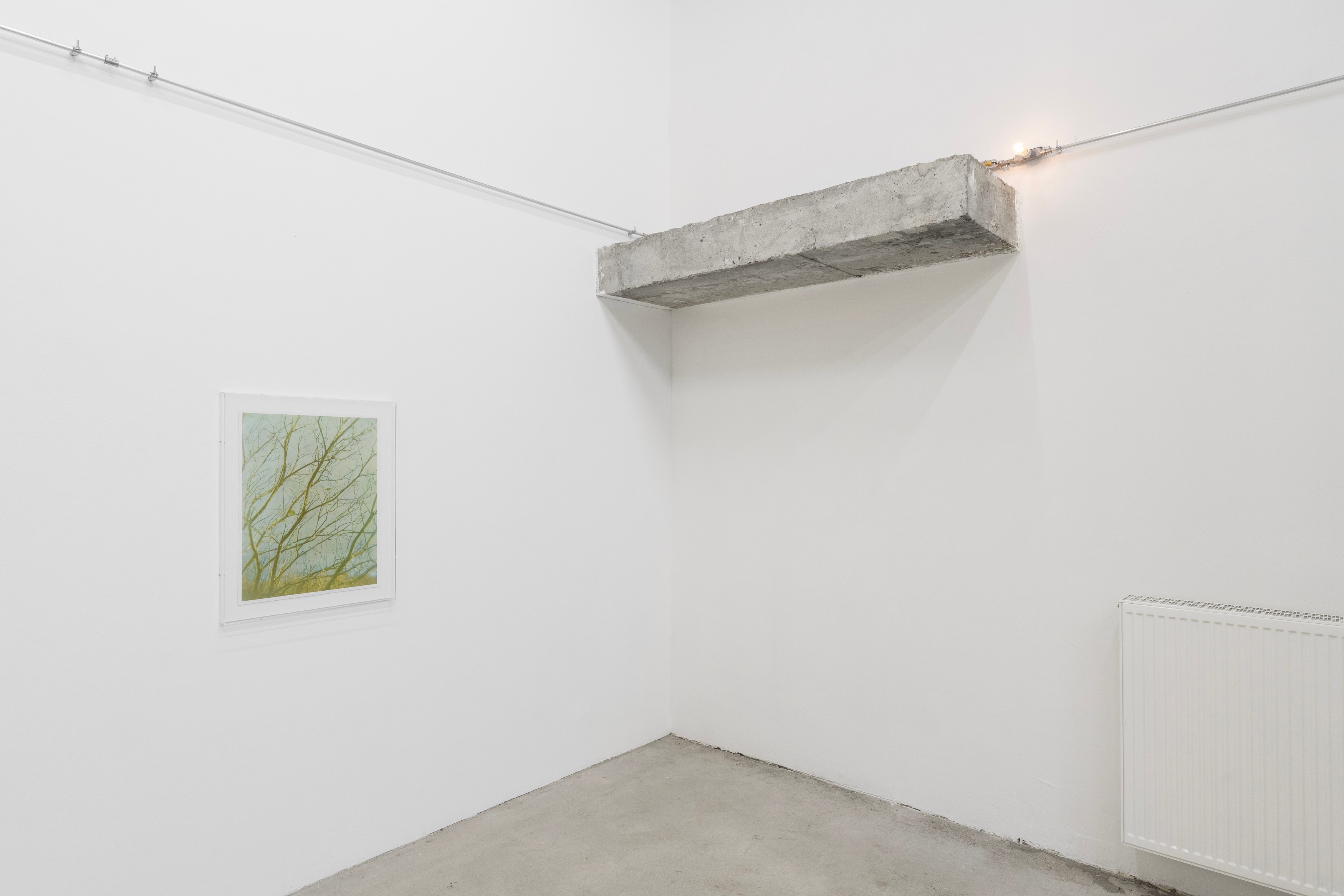 Christopher Aque, Regrowth at Sweetwater, photo 4