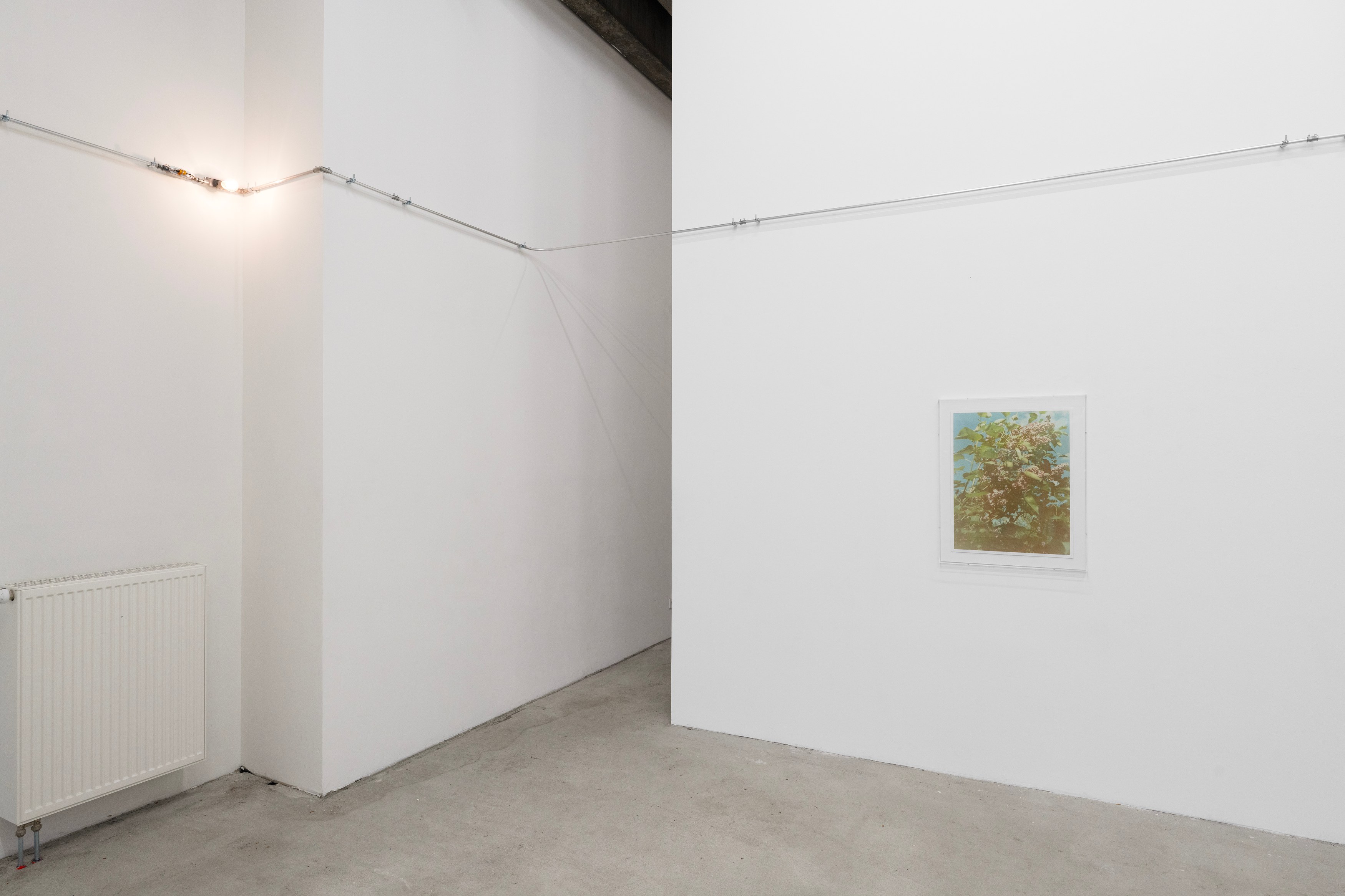 Christopher Aque, Regrowth at Sweetwater, photo 6