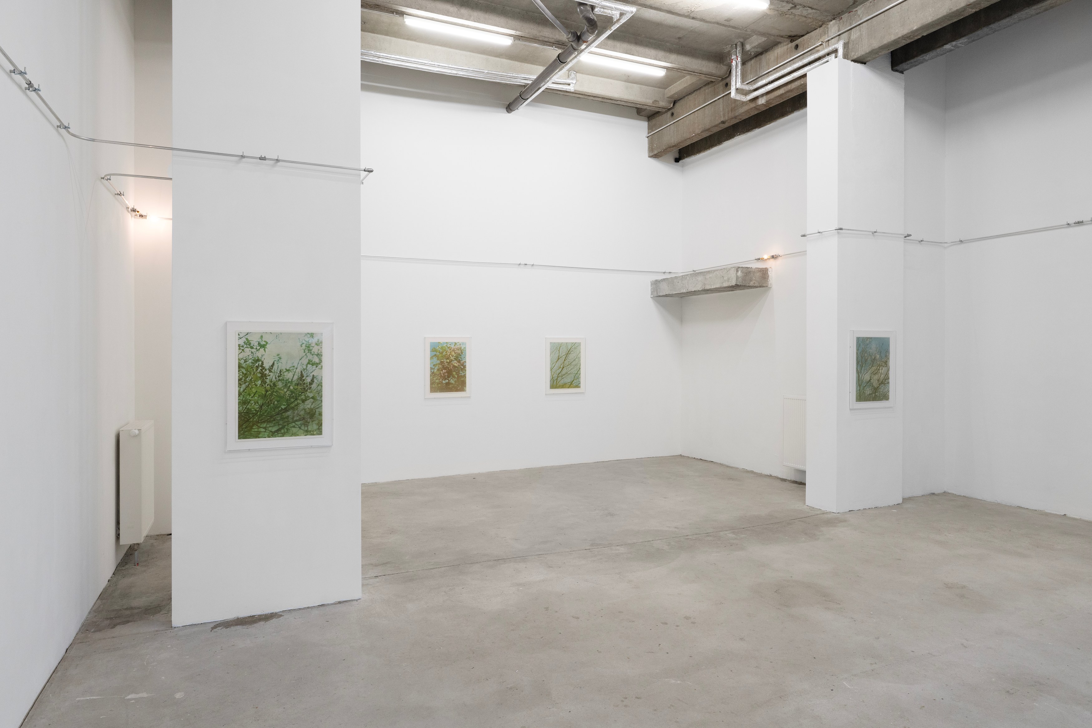 Christopher Aque, Regrowth at Sweetwater, photo 7