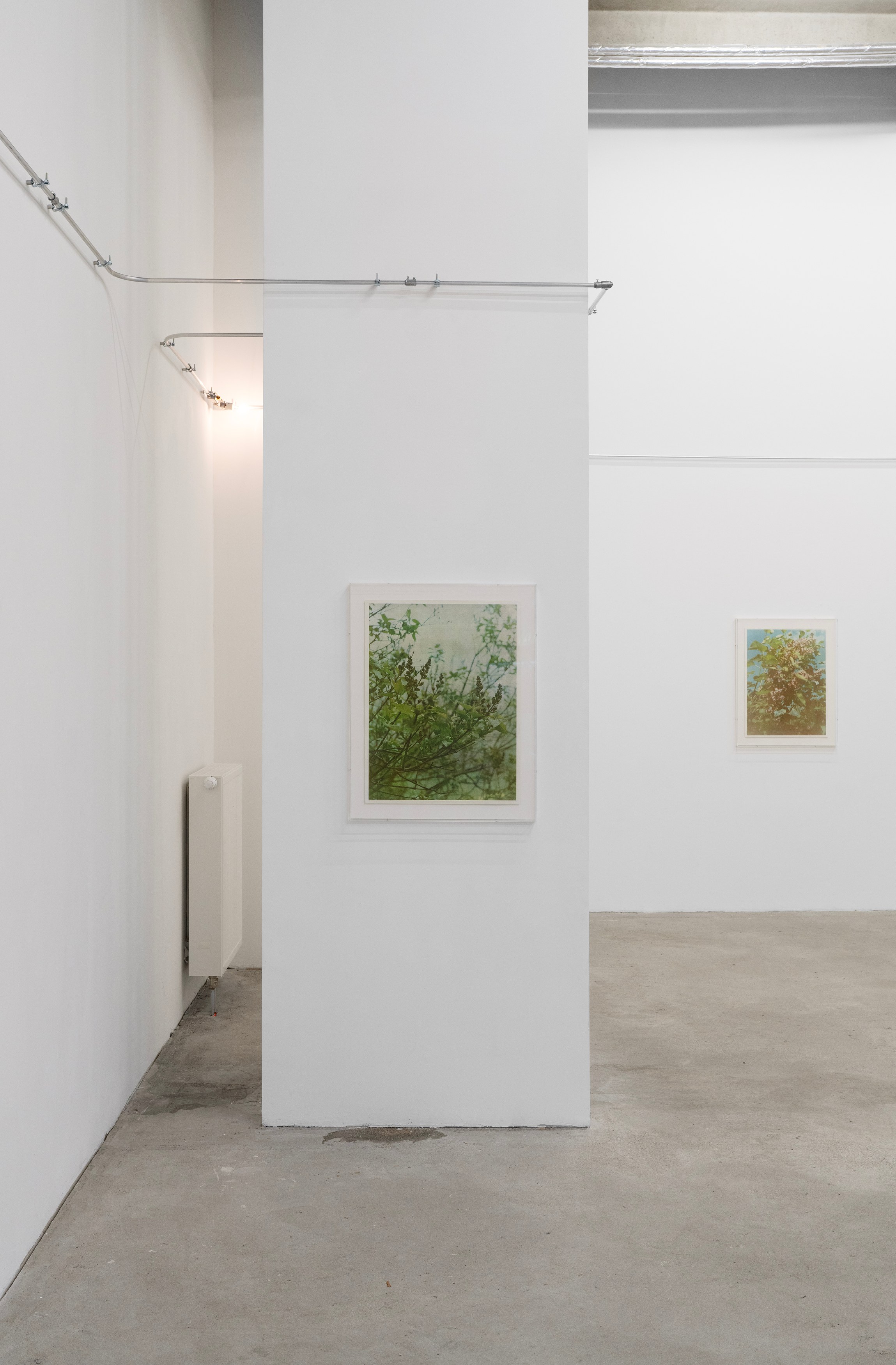 Christopher Aque, Regrowth at Sweetwater, photo 8