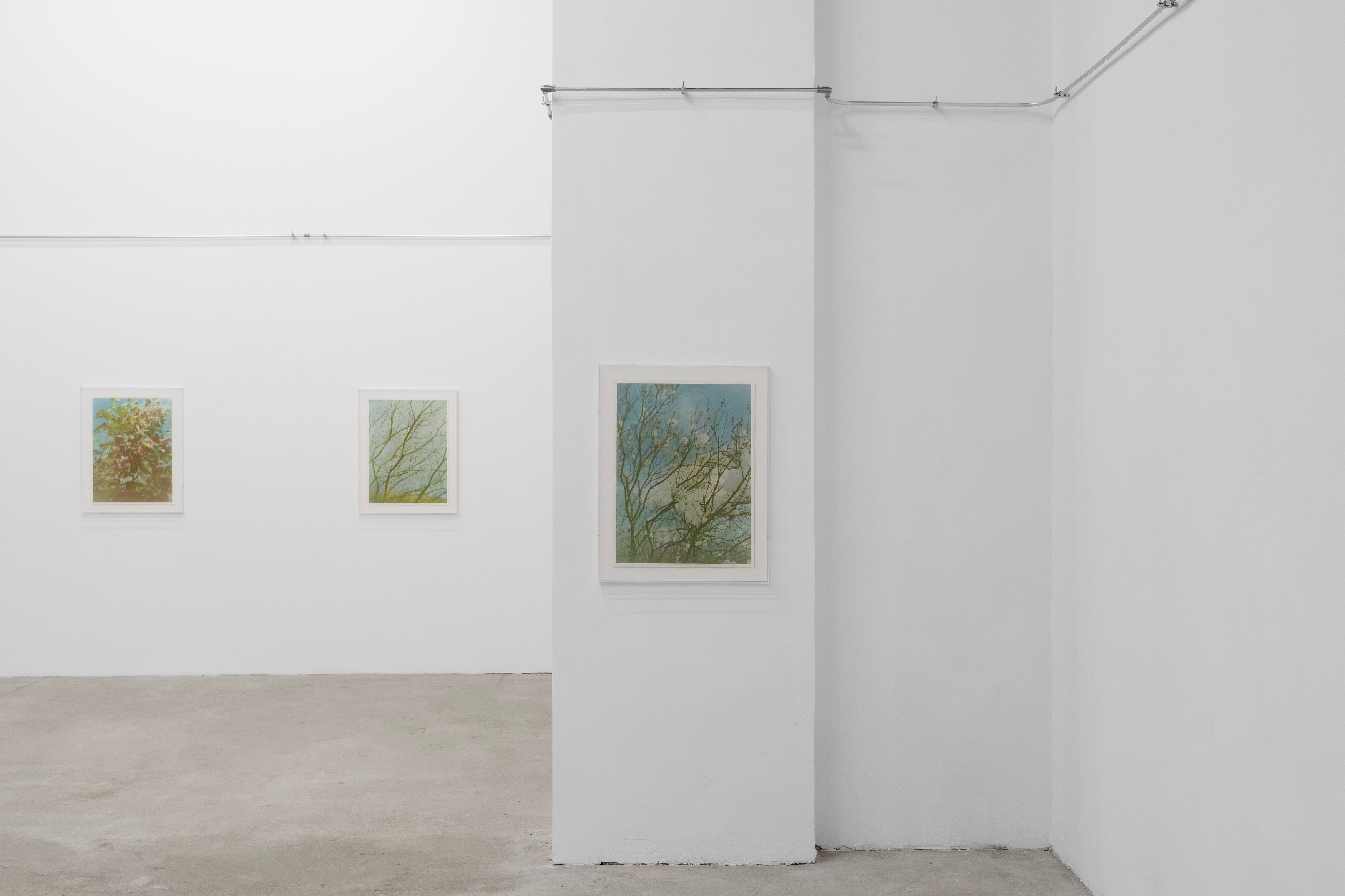 Christopher Aque, Regrowth at Sweetwater, photo 9