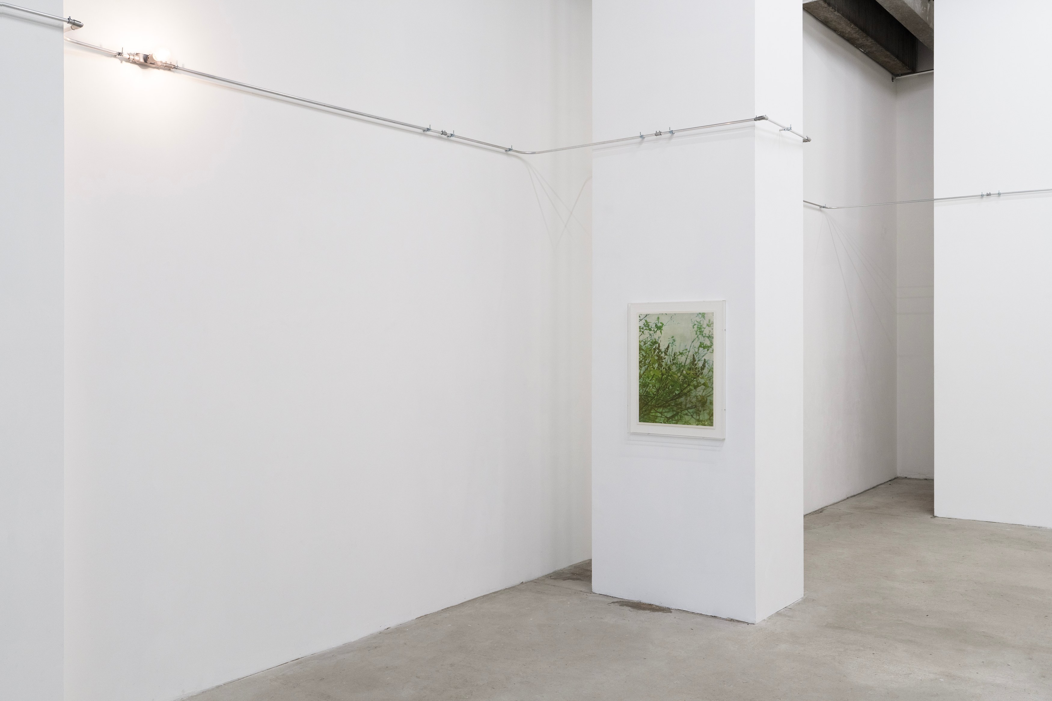 Christopher Aque, Regrowth at Sweetwater, photo 11