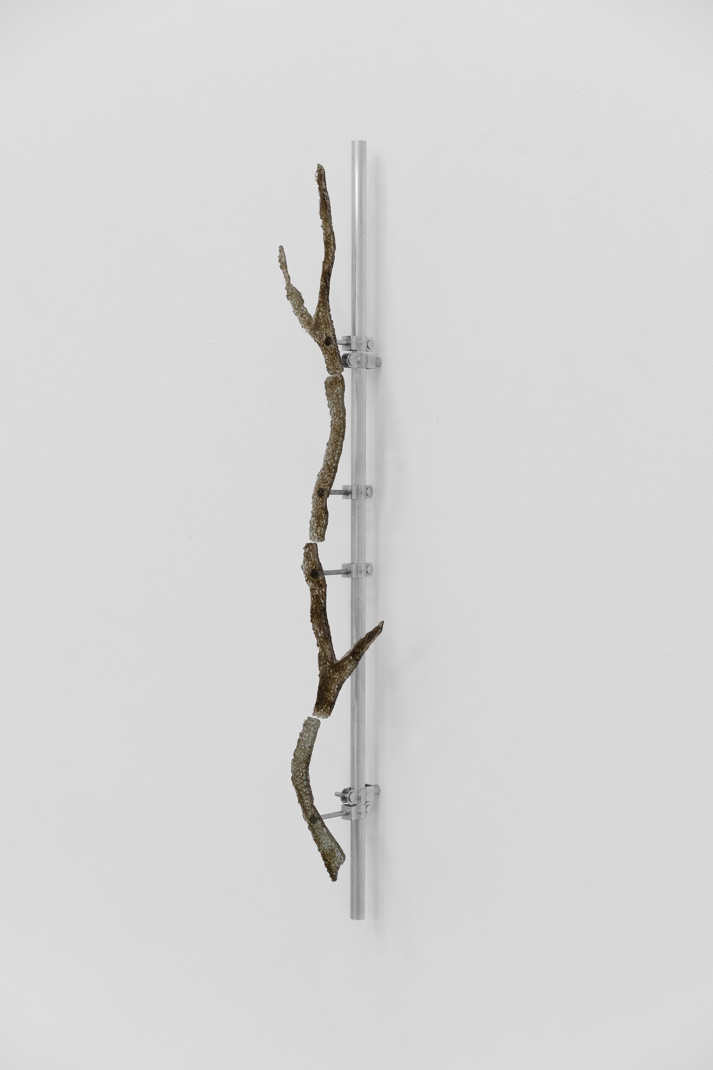 Christopher Aque, Regrowth at Sweetwater, photo 21