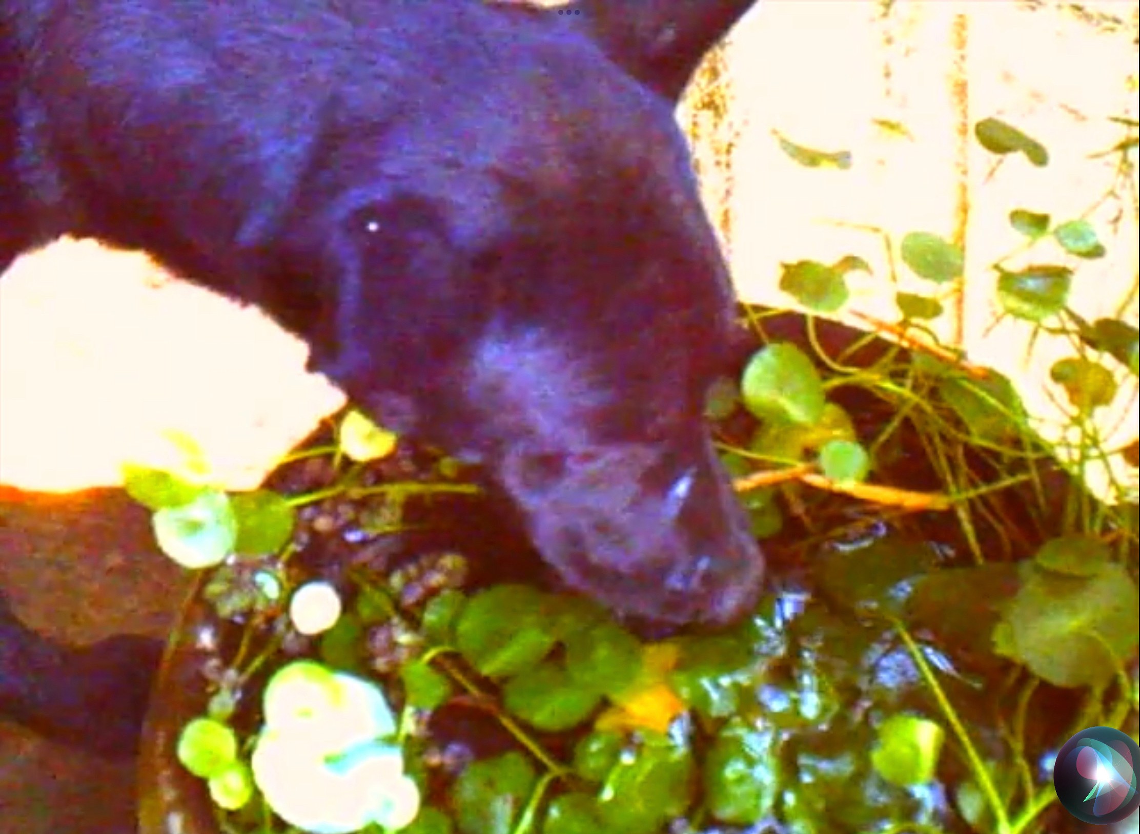 From Being Jealous of a Dog’s Vein, From Being Jealous of a Dog’s Vein at Kiang Malingue, photo 27