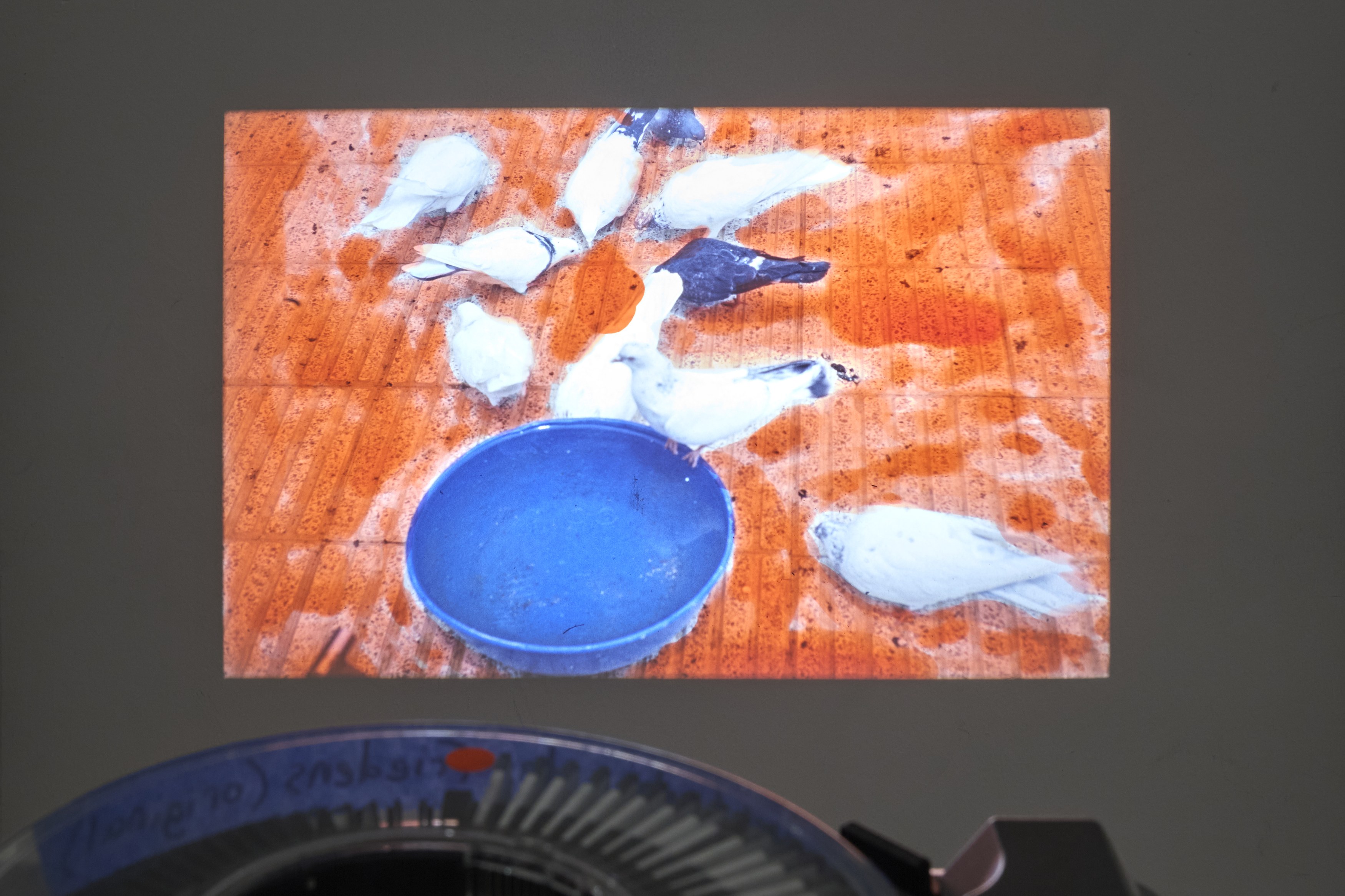 Farkhondeh Sharhroudi, image 33 of 47