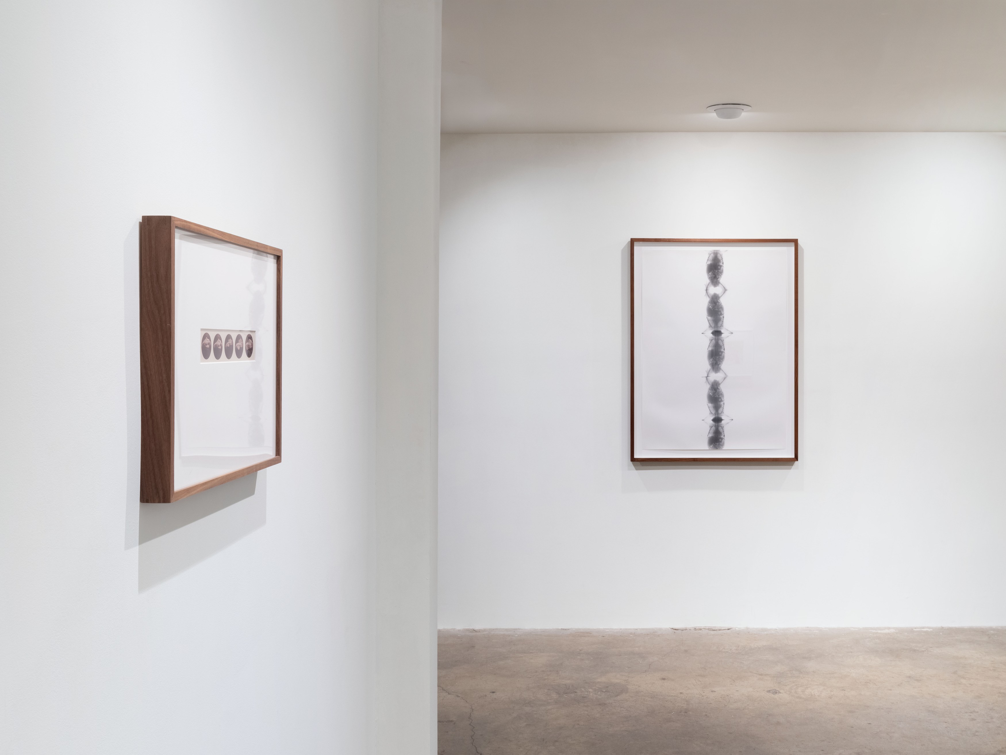 Kunié Sugiura, X-ray Island at Moskowitz Bayse, photo 11