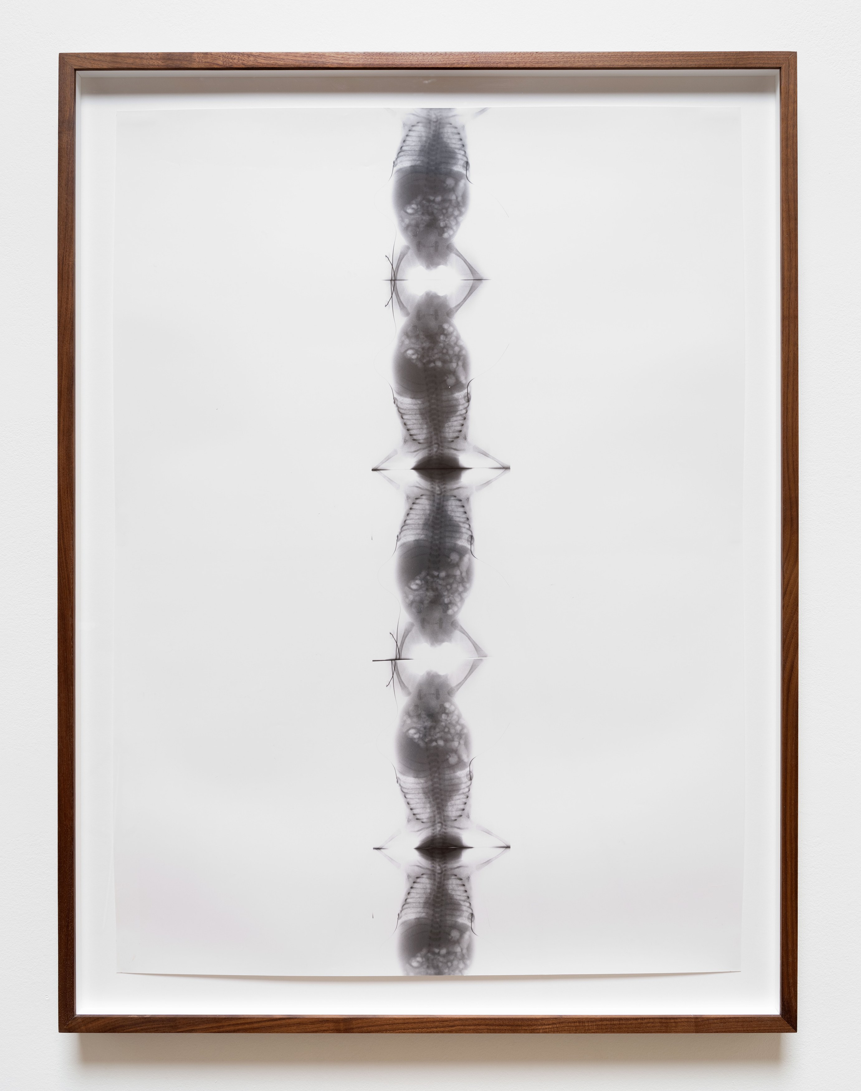 Kunié Sugiura, X-ray Island at Moskowitz Bayse, photo 12