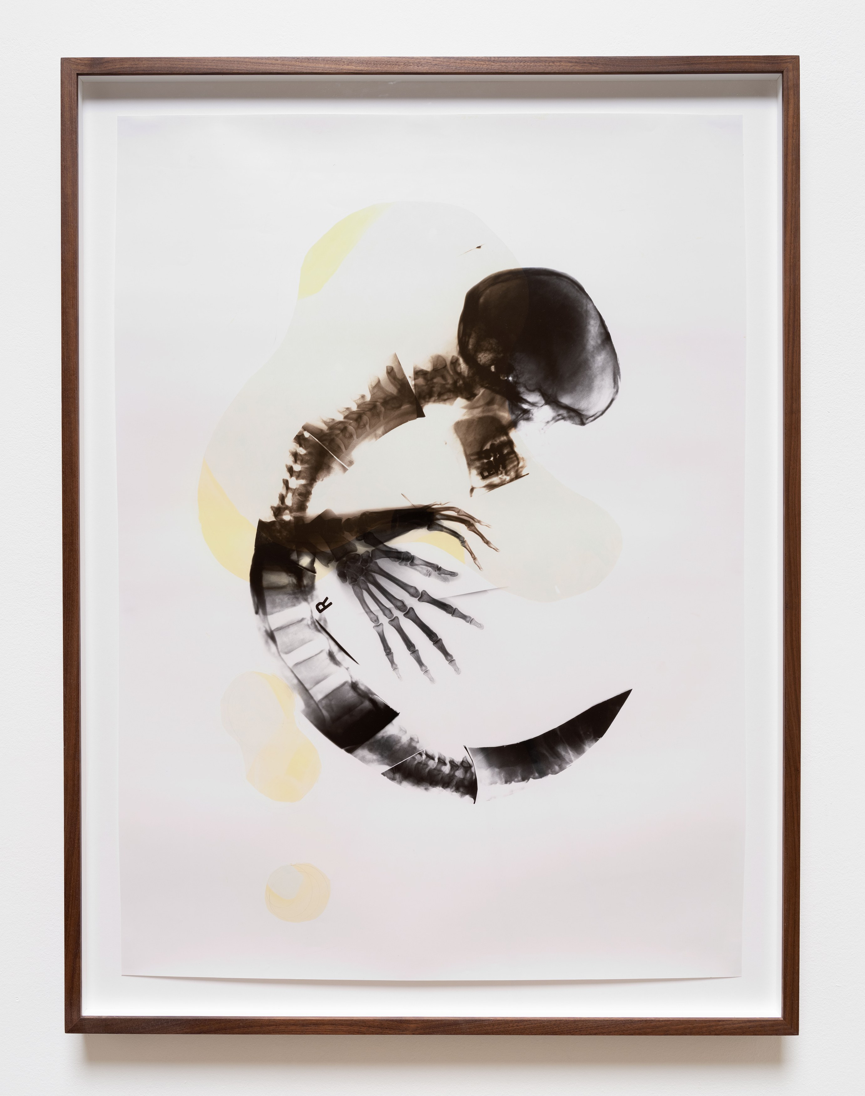 Kunié Sugiura, X-ray Island at Moskowitz Bayse, photo 18
