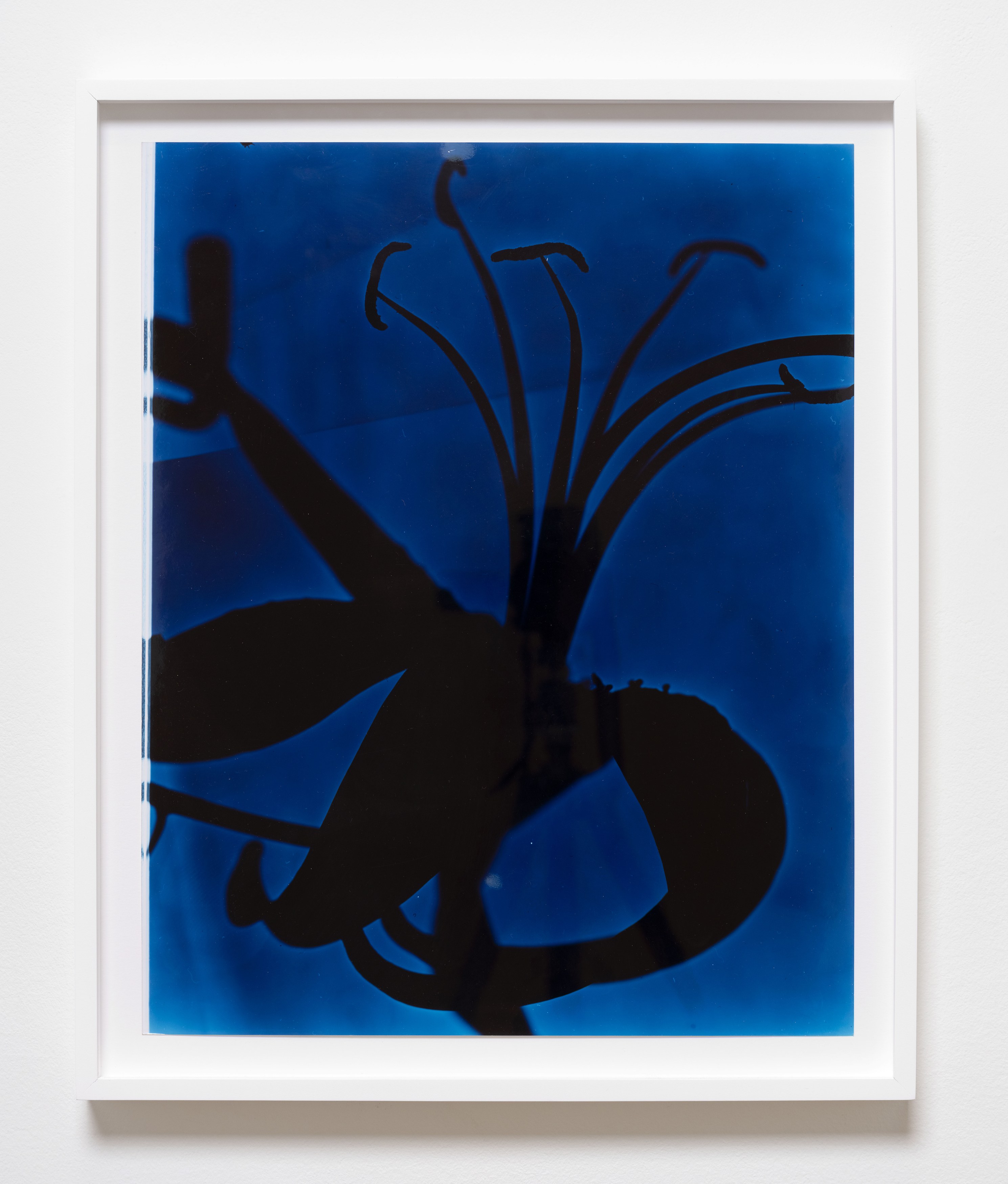 Kunié Sugiura, X-ray Island at Moskowitz Bayse, photo 20