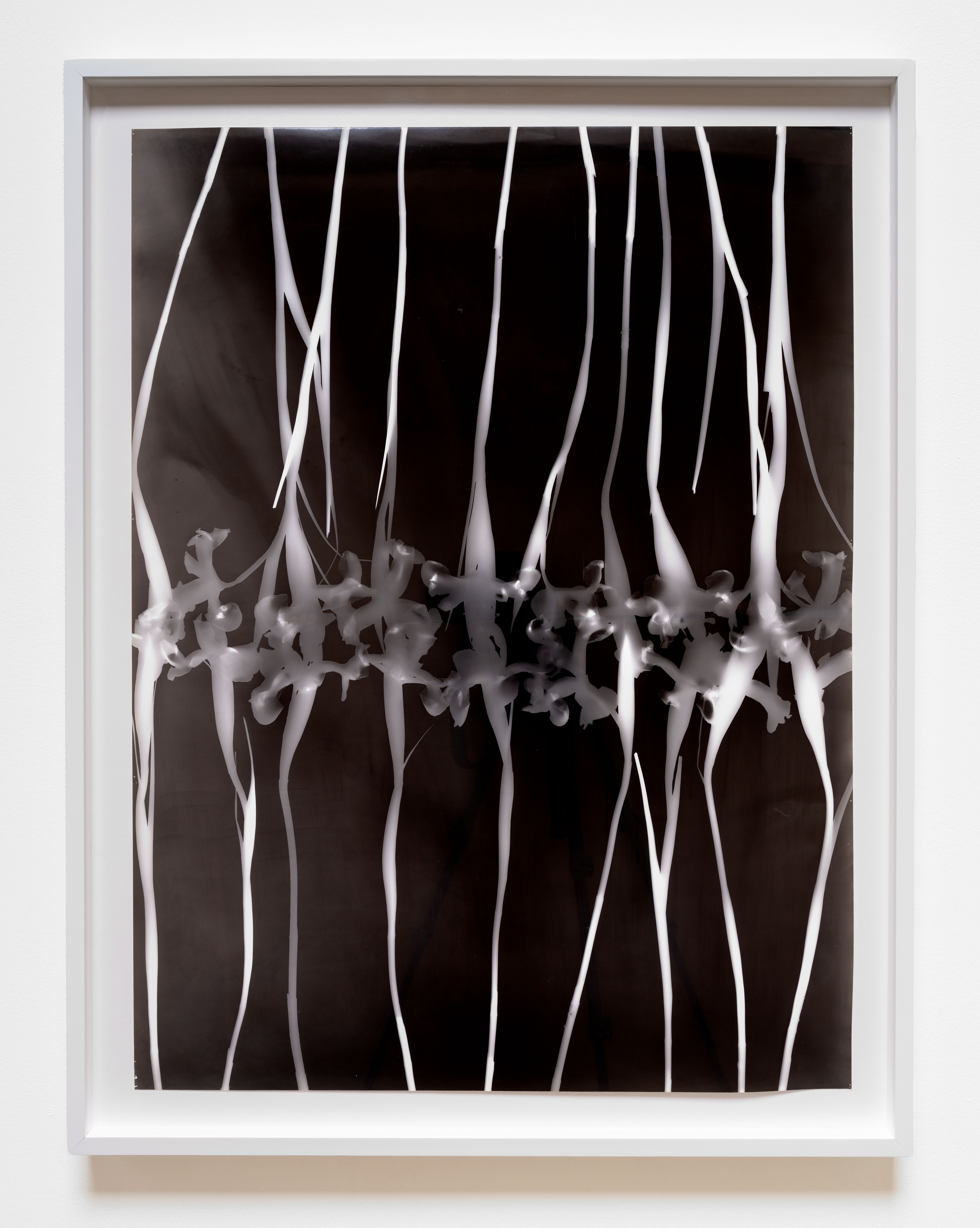 Kunié Sugiura, X-ray Island at Moskowitz Bayse, photo 23