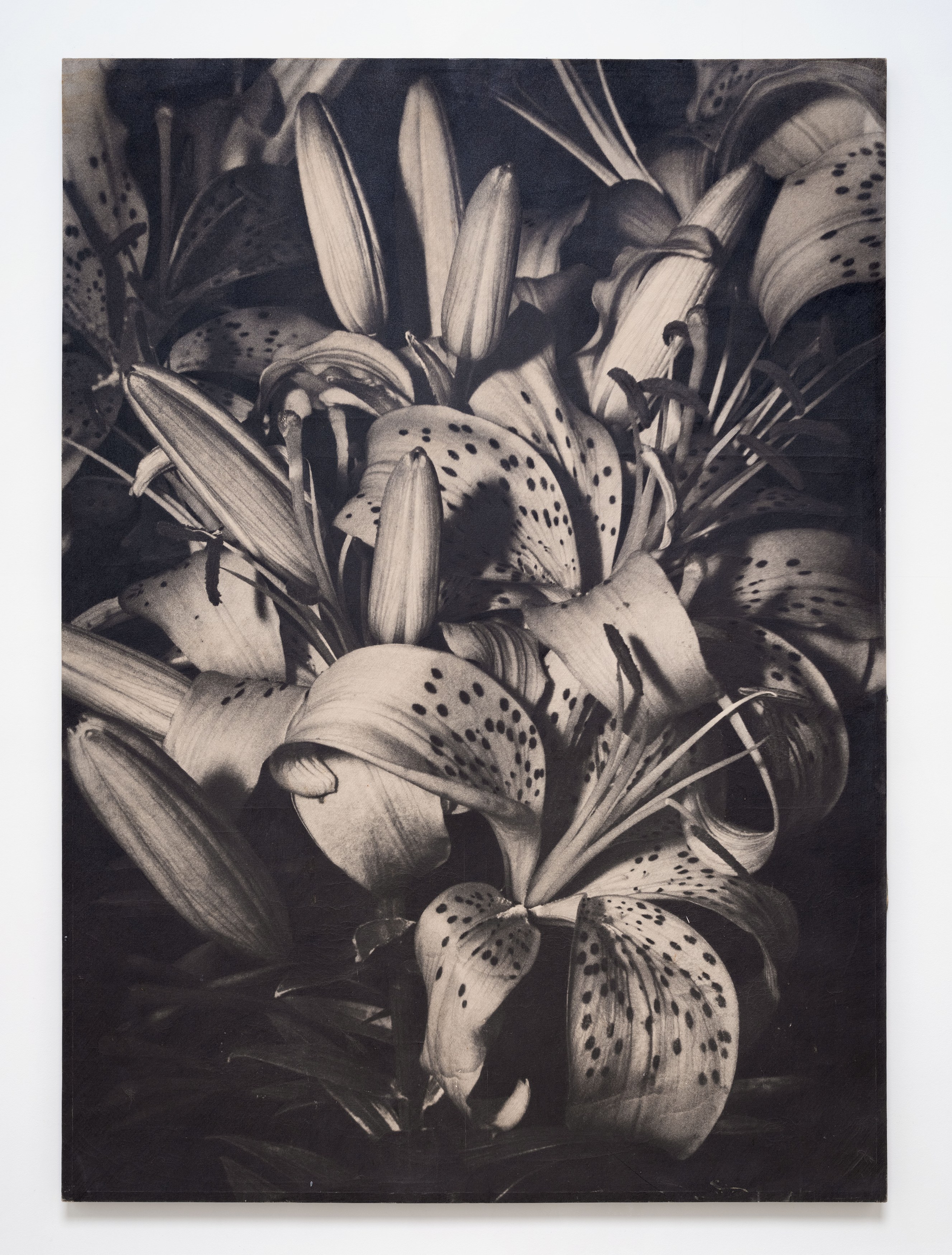 Kunié Sugiura, X-ray Island at Moskowitz Bayse, photo 28