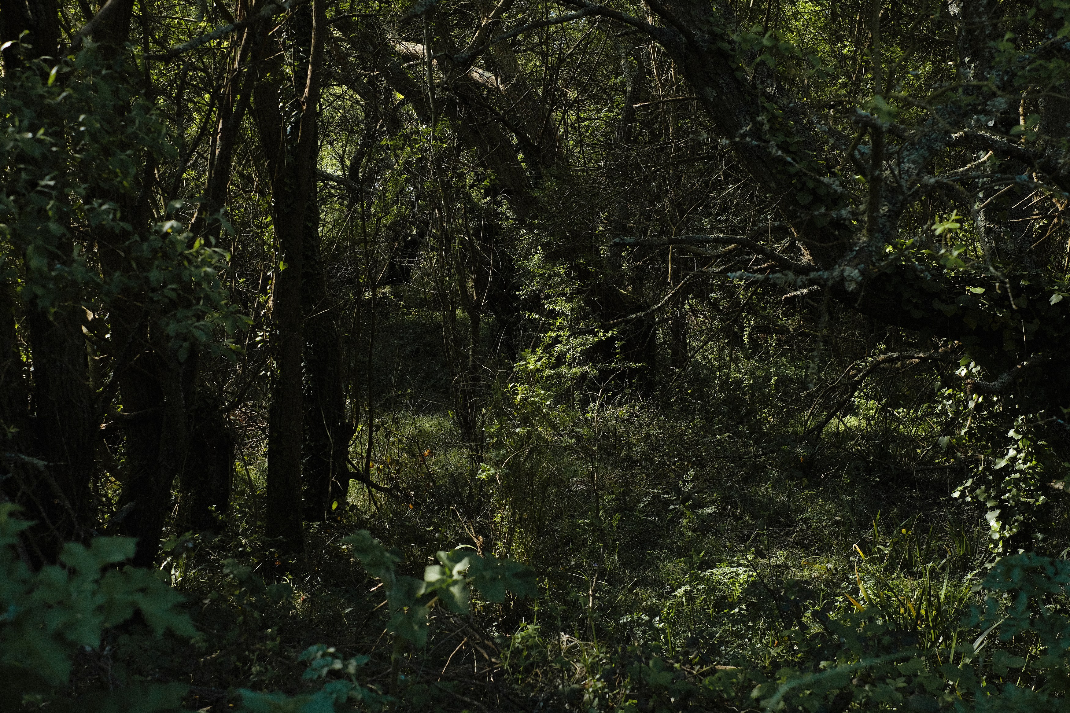 Alain Guiraudie, Untitled at Tragic Venus, CELESTE | data center Marilyn, Champs-sur-Marne, photo 25