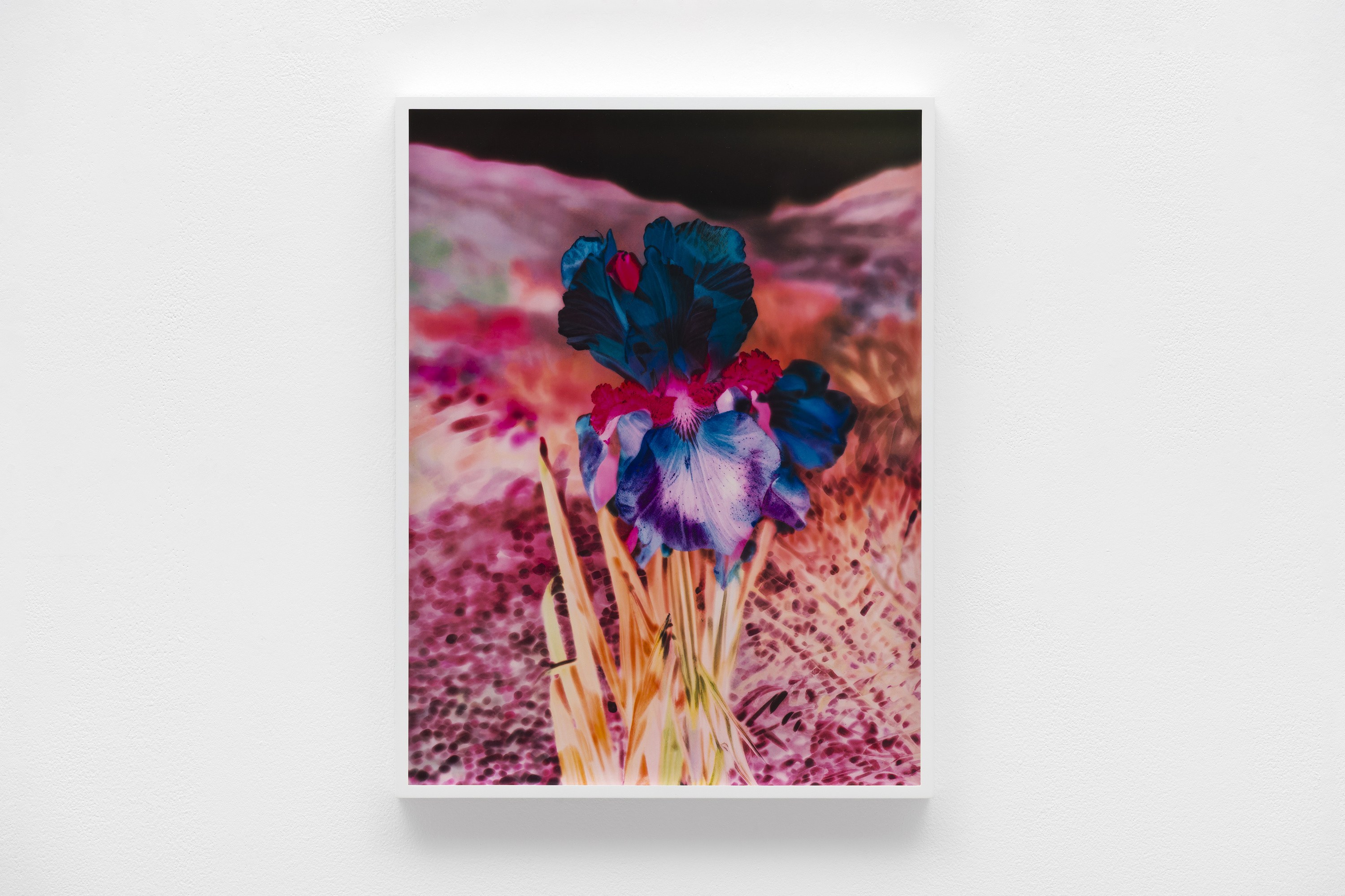 Lisa Oppenheim, image 8 of 25