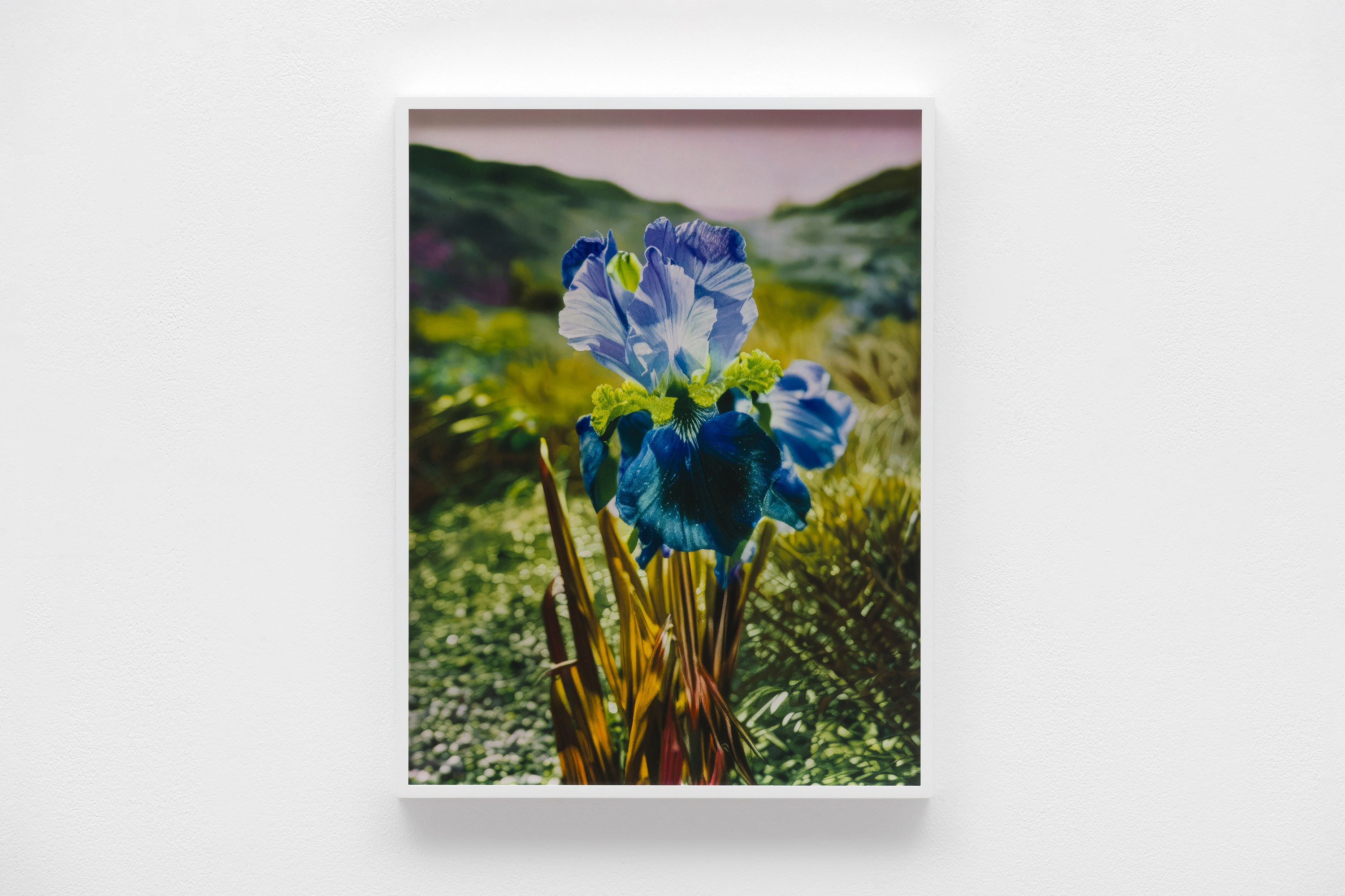 Lisa Oppenheim, image 11 of 25