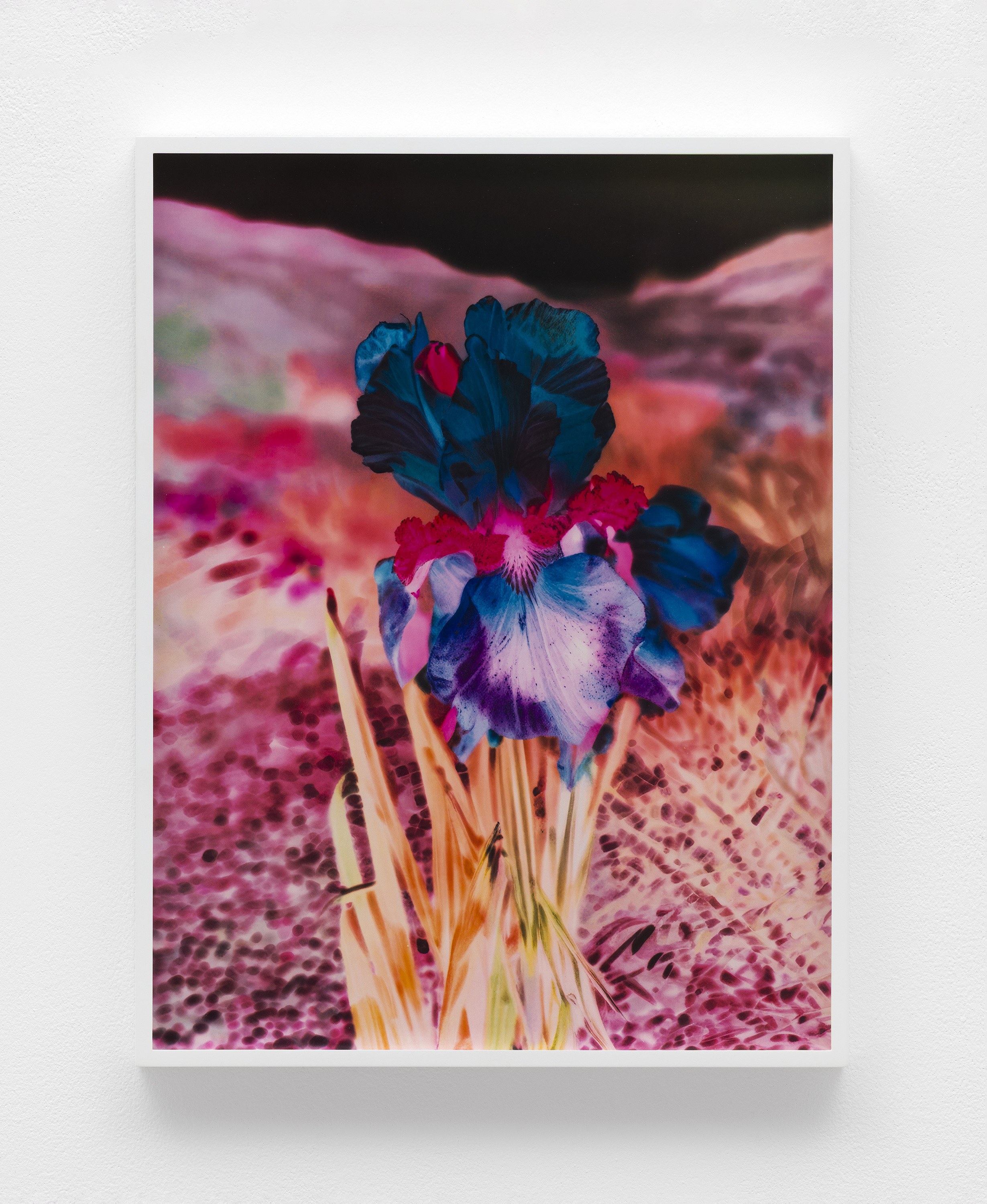 Lisa Oppenheim, image 9 of 25